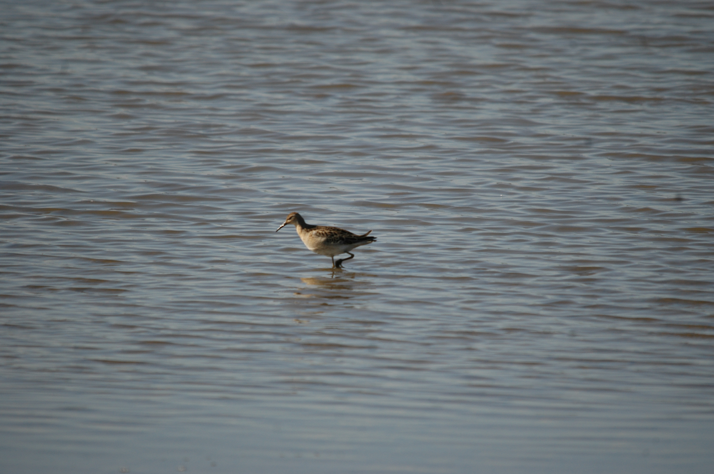 photos/wildlife/Bird_Species/063-Waders/1628-Ruff/20090909-Blacktoft-12.jpg
