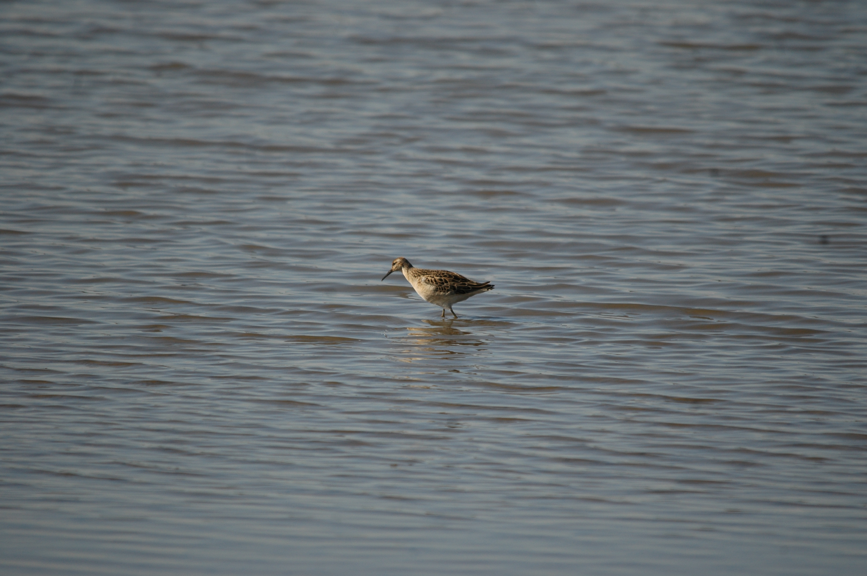 photos/wildlife/Bird_Species/063-Waders/1628-Ruff/20090909-Blacktoft-13.jpg