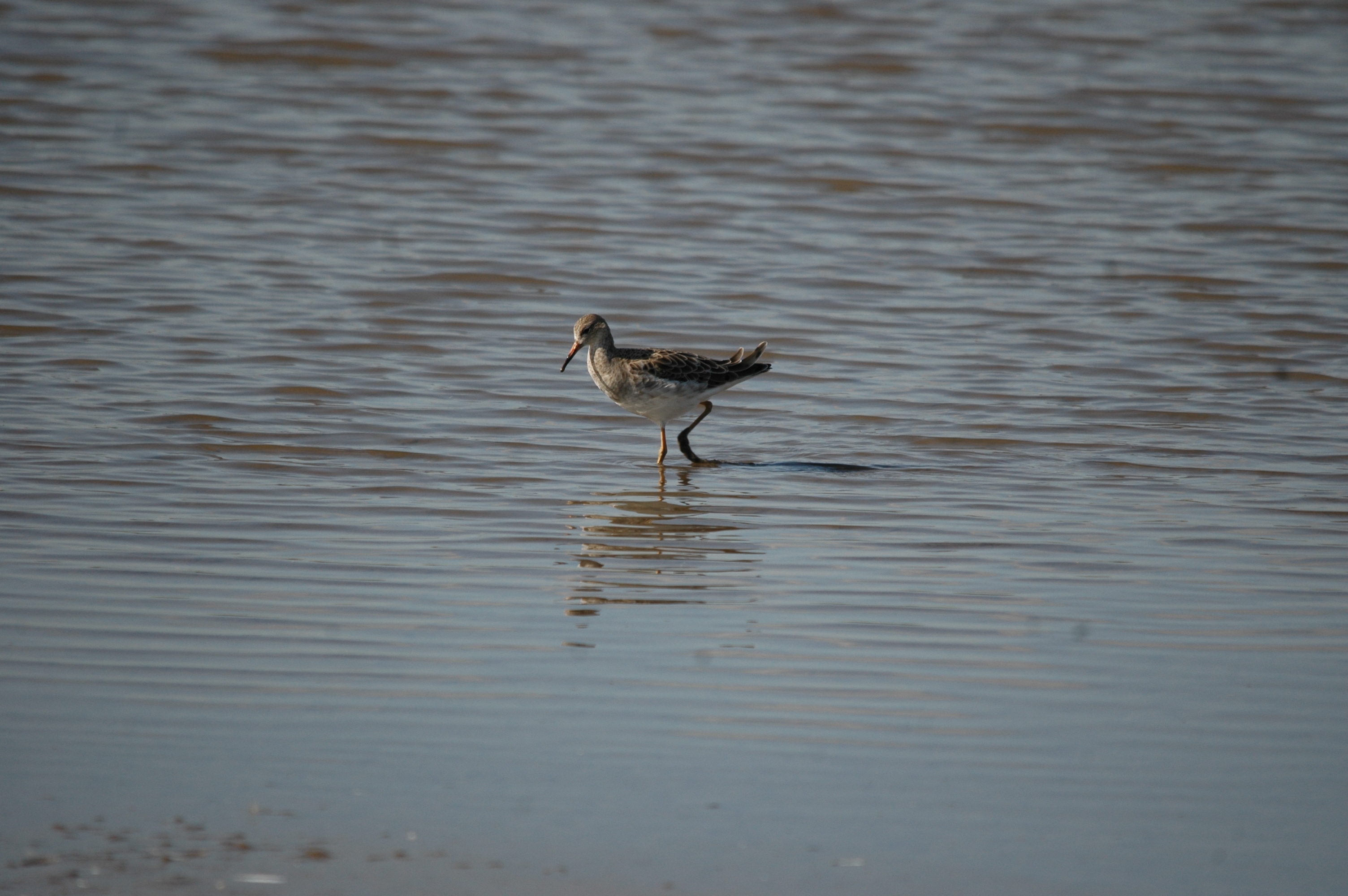 photos/wildlife/Bird_Species/063-Waders/1628-Ruff/20090909-Blacktoft-14.jpg