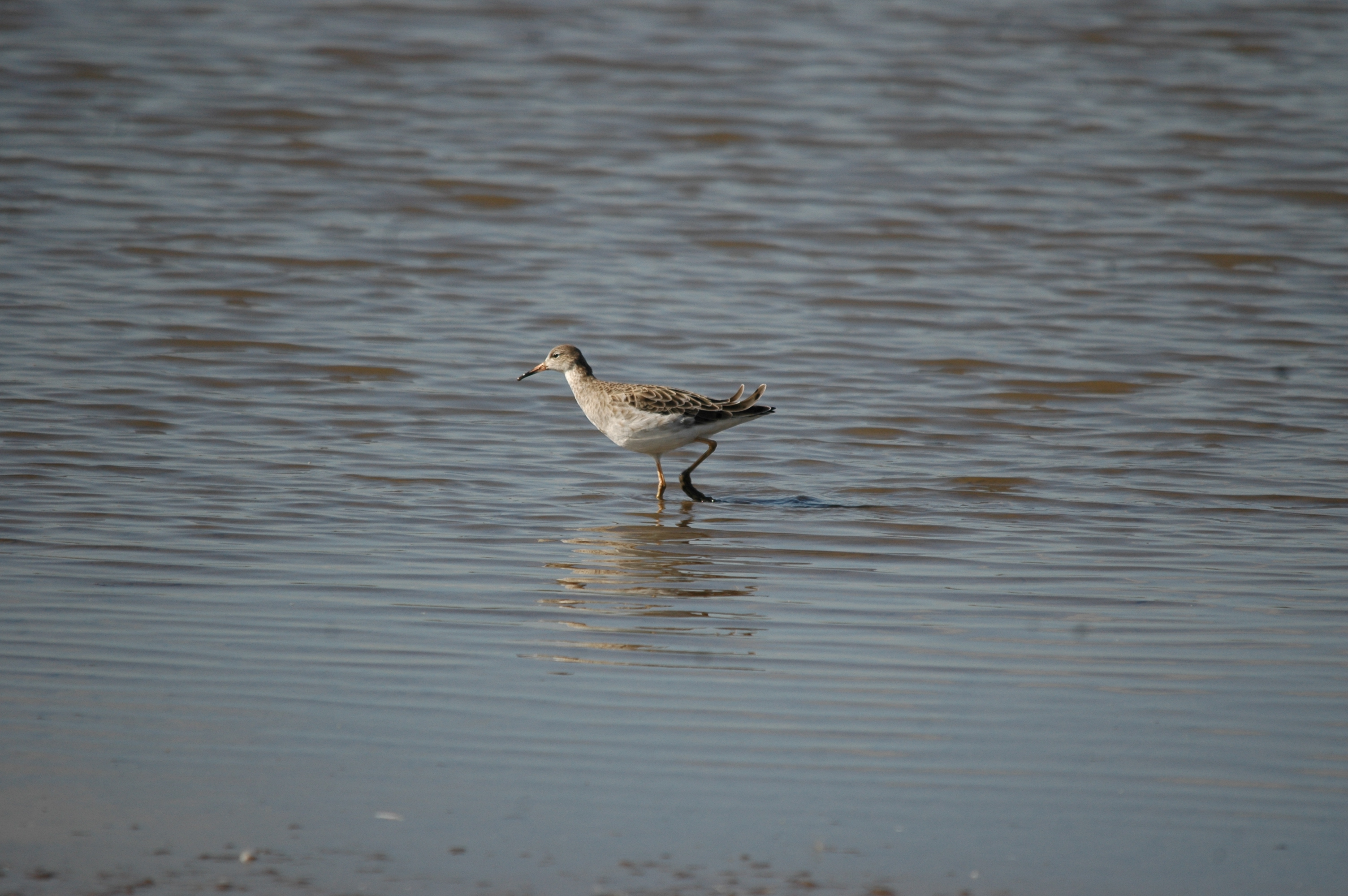 photos/wildlife/Bird_Species/063-Waders/1628-Ruff/20090909-Blacktoft-15.jpg