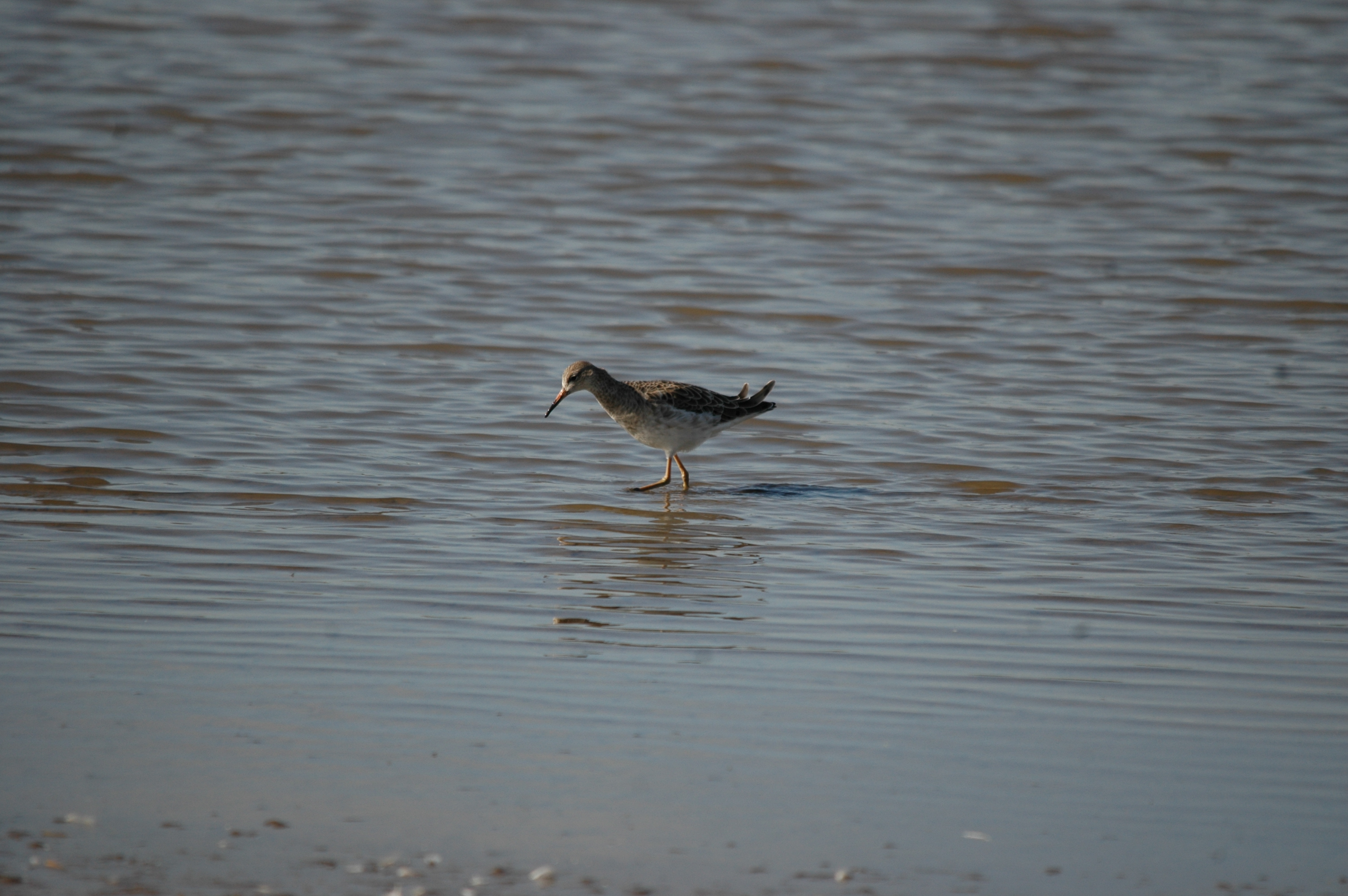 photos/wildlife/Bird_Species/063-Waders/1628-Ruff/20090909-Blacktoft-16.jpg