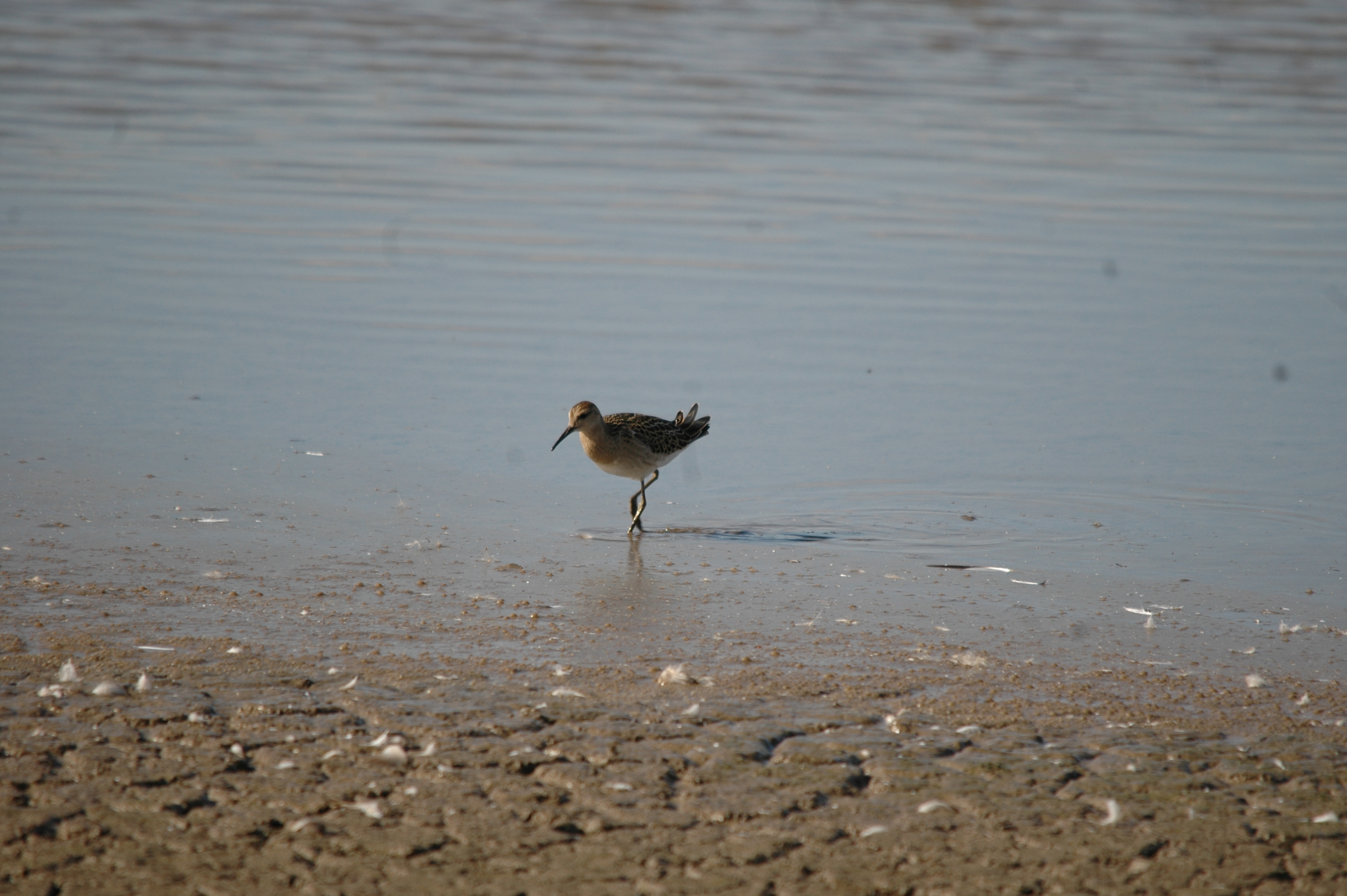 photos/wildlife/Bird_Species/063-Waders/1628-Ruff/20090909-Blacktoft-17.jpg