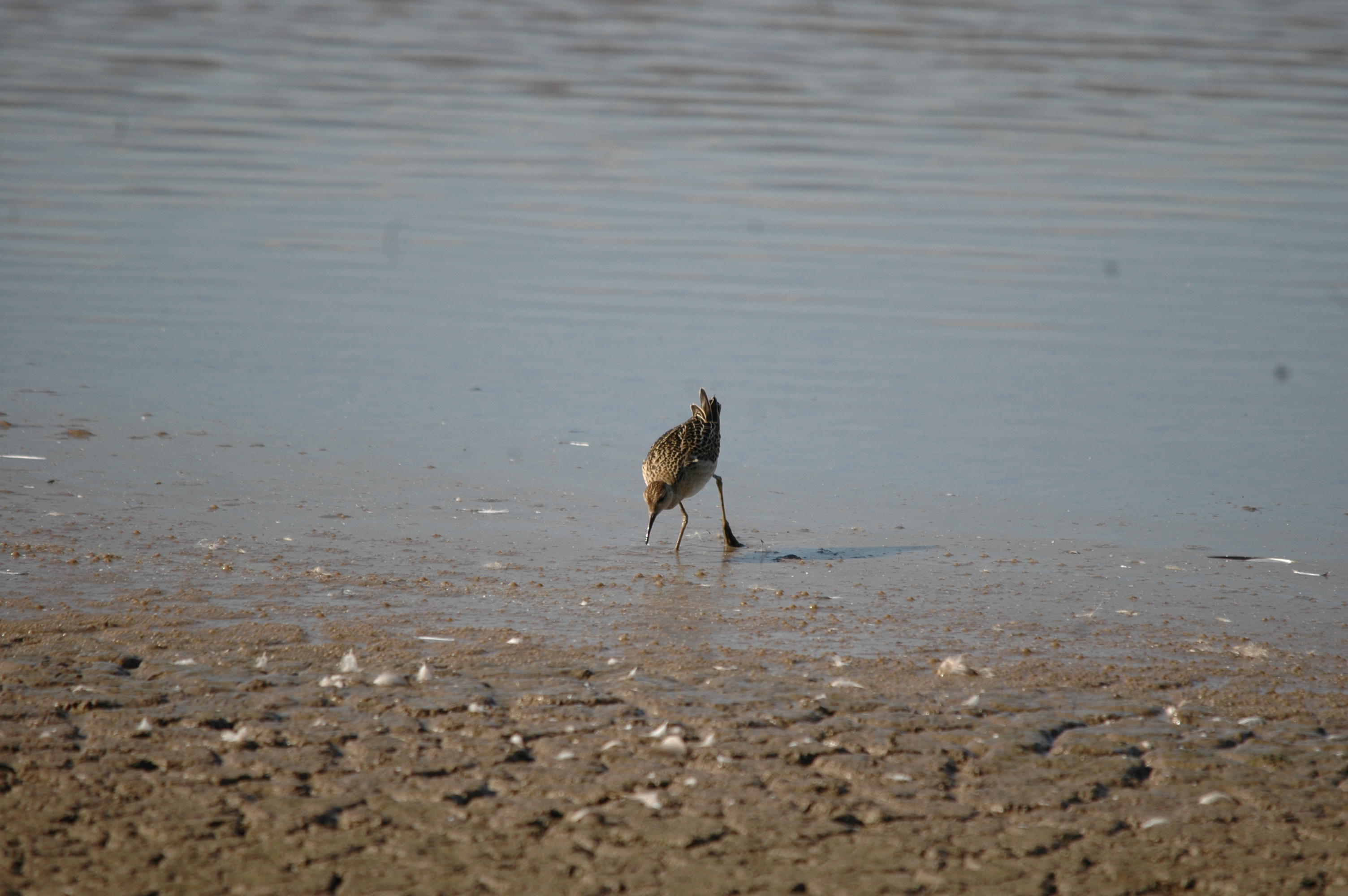 photos/wildlife/Bird_Species/063-Waders/1628-Ruff/20090909-Blacktoft-18.jpg