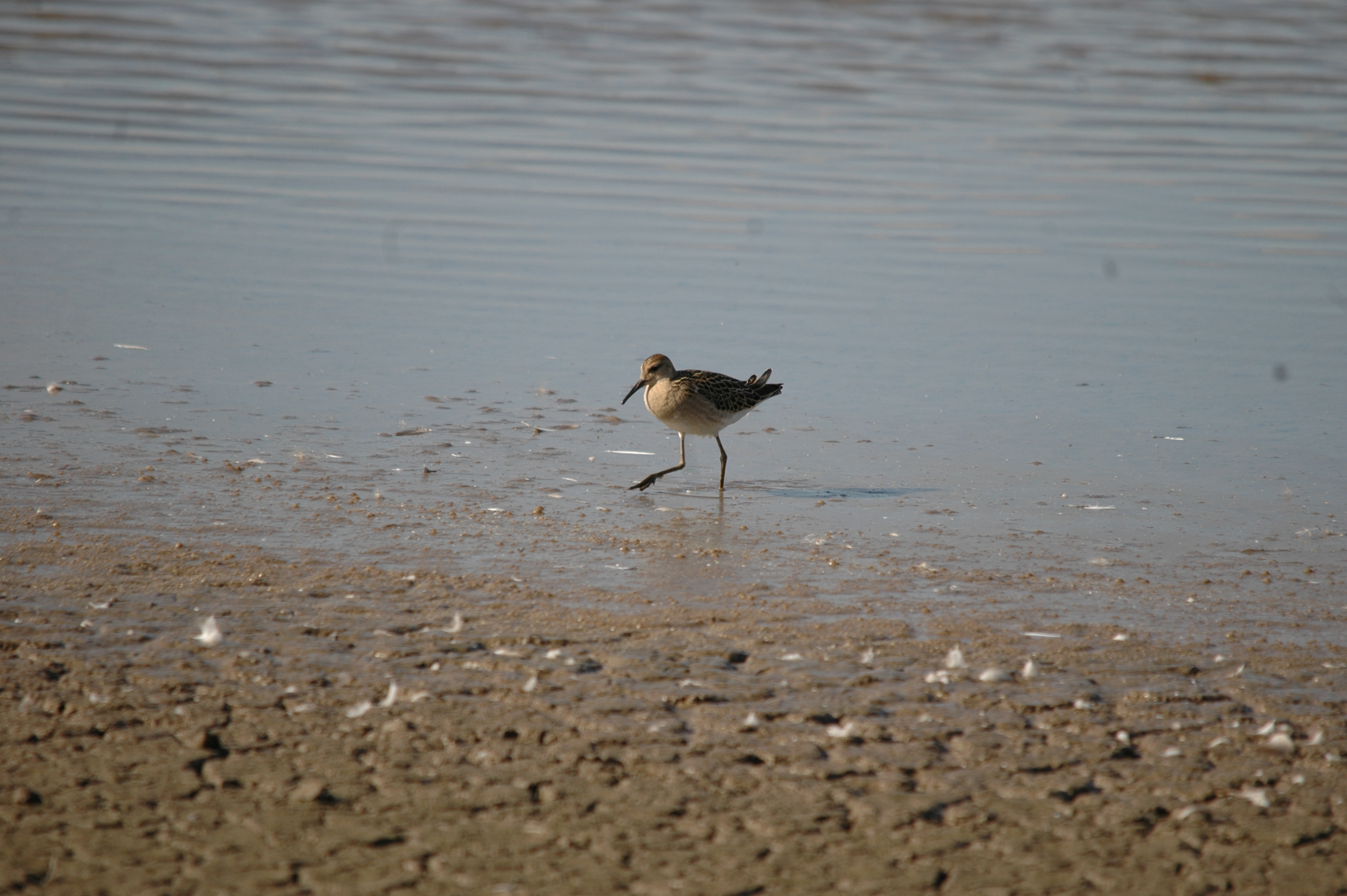 photos/wildlife/Bird_Species/063-Waders/1628-Ruff/20090909-Blacktoft-19.jpg