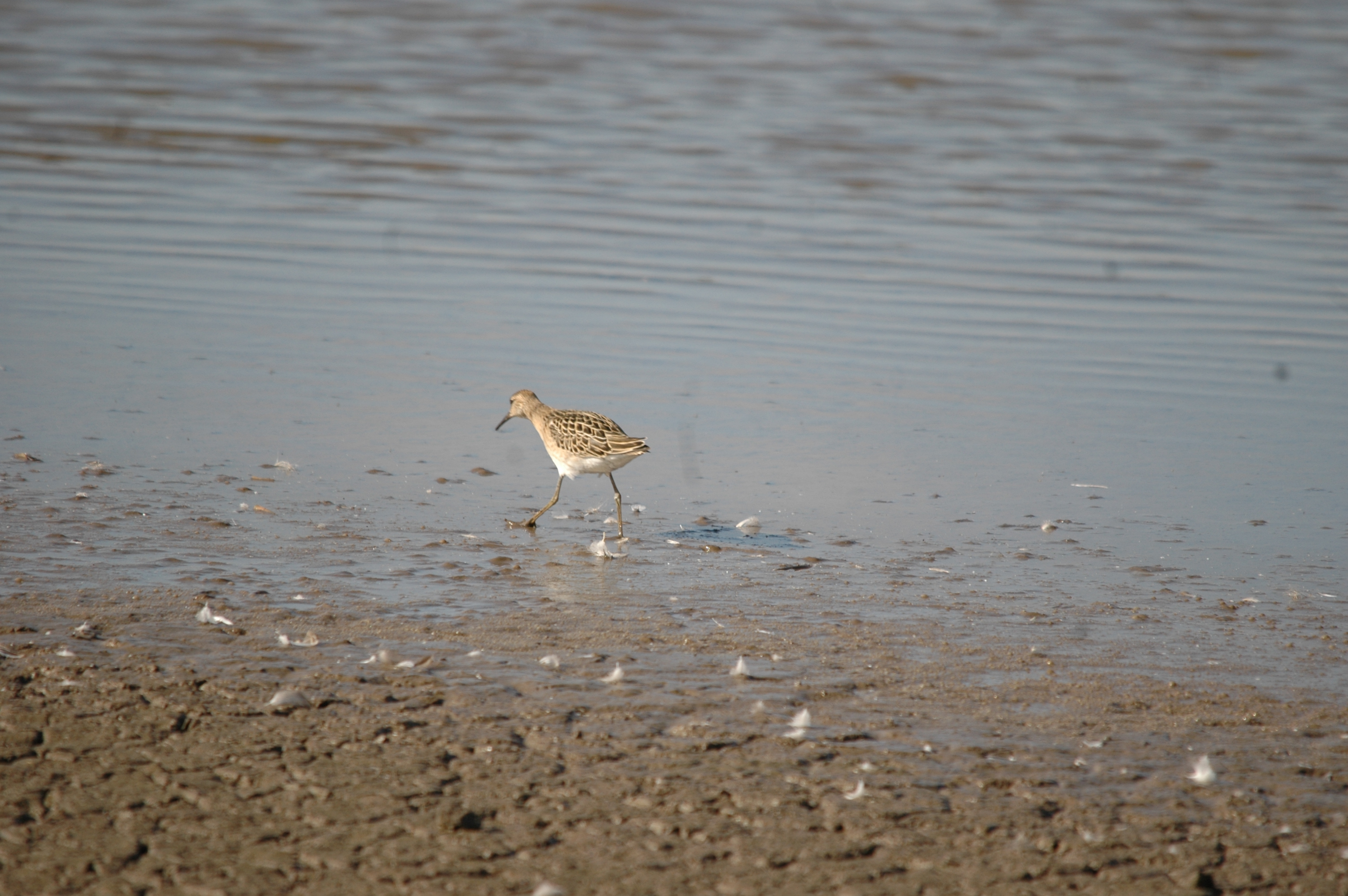 photos/wildlife/Bird_Species/063-Waders/1628-Ruff/20090909-Blacktoft-20.jpg