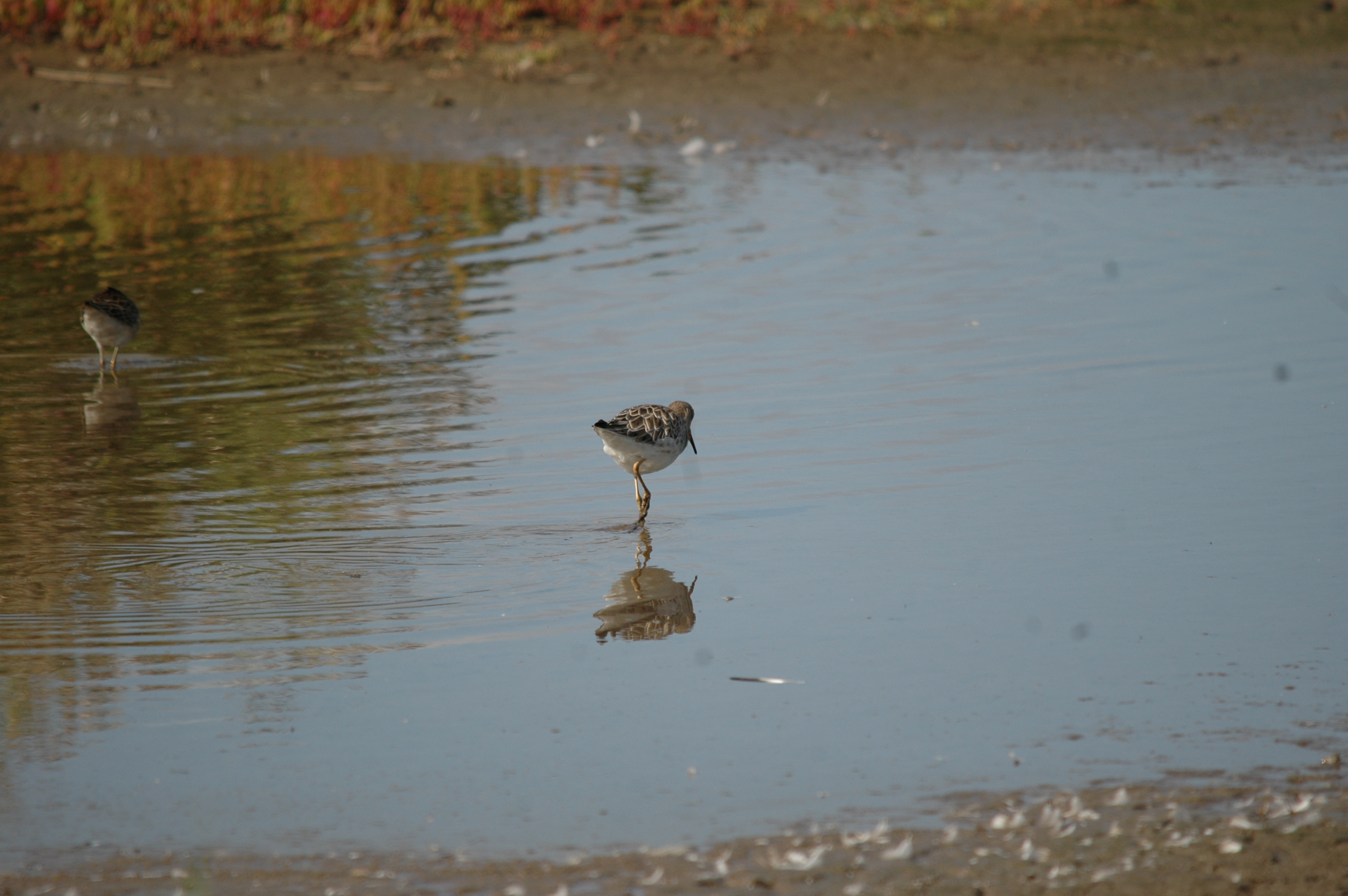 photos/wildlife/Bird_Species/063-Waders/1628-Ruff/20090909-Blacktoft-21.jpg