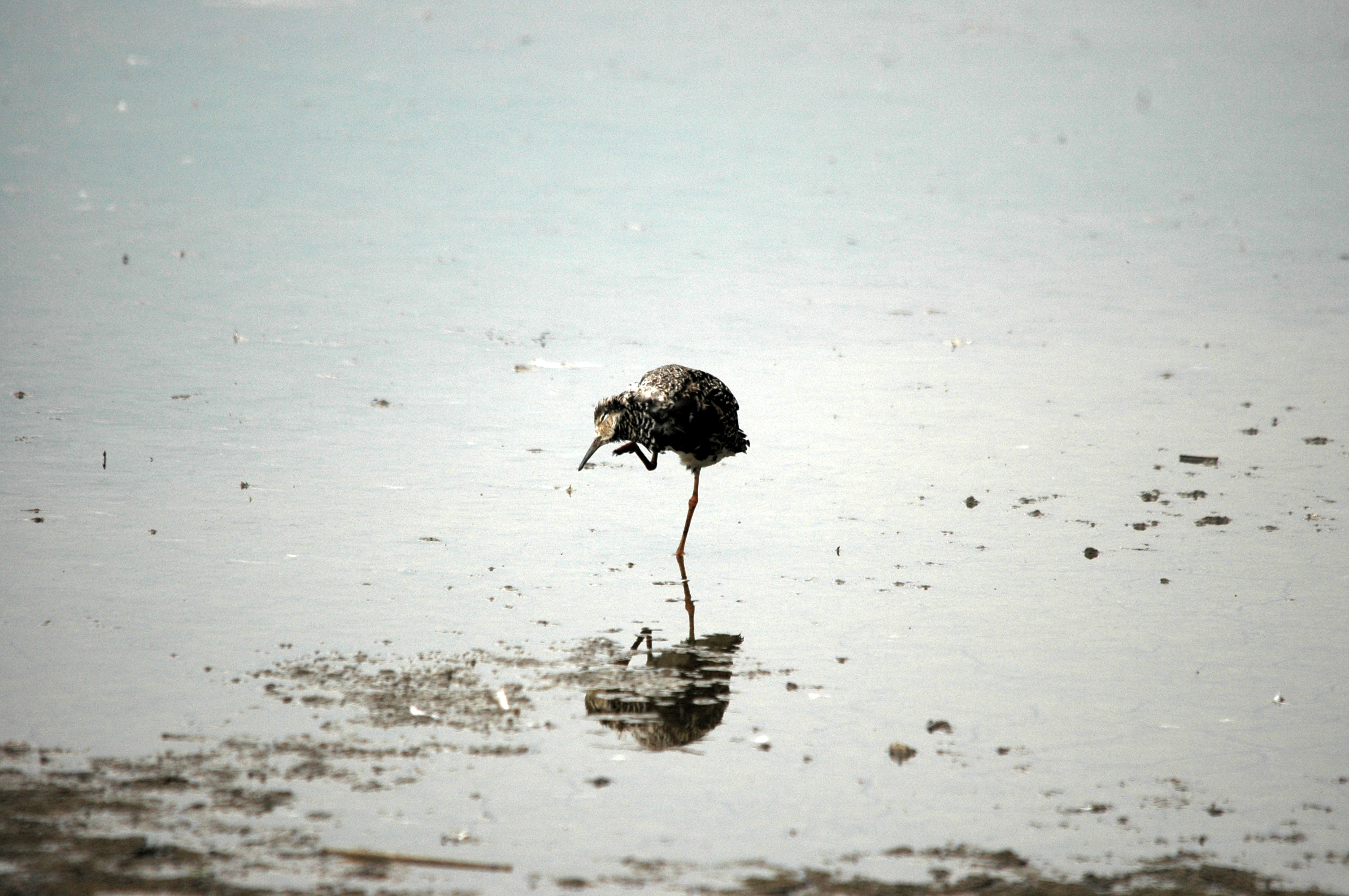 photos/wildlife/Bird_Species/063-Waders/1628-Ruff/DSC_6372.JPG