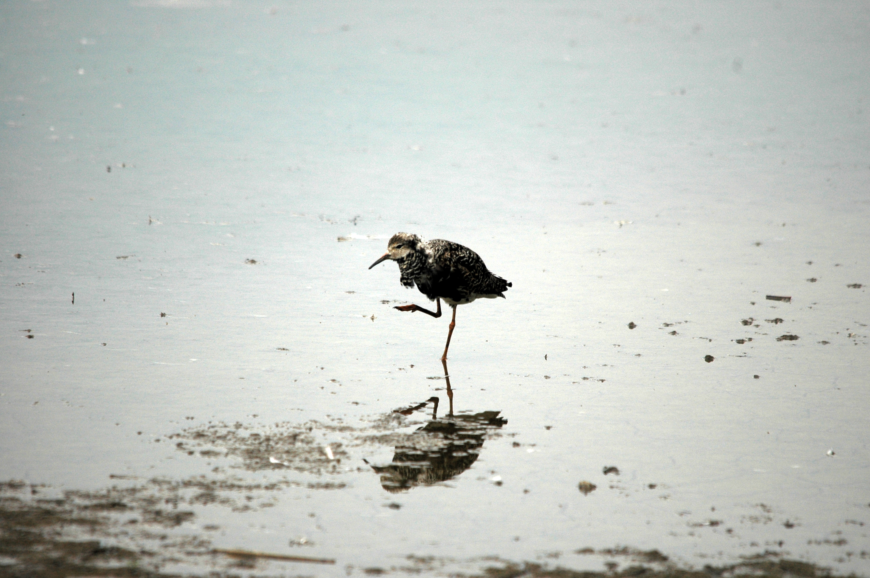 photos/wildlife/Bird_Species/063-Waders/1628-Ruff/DSC_6373.JPG