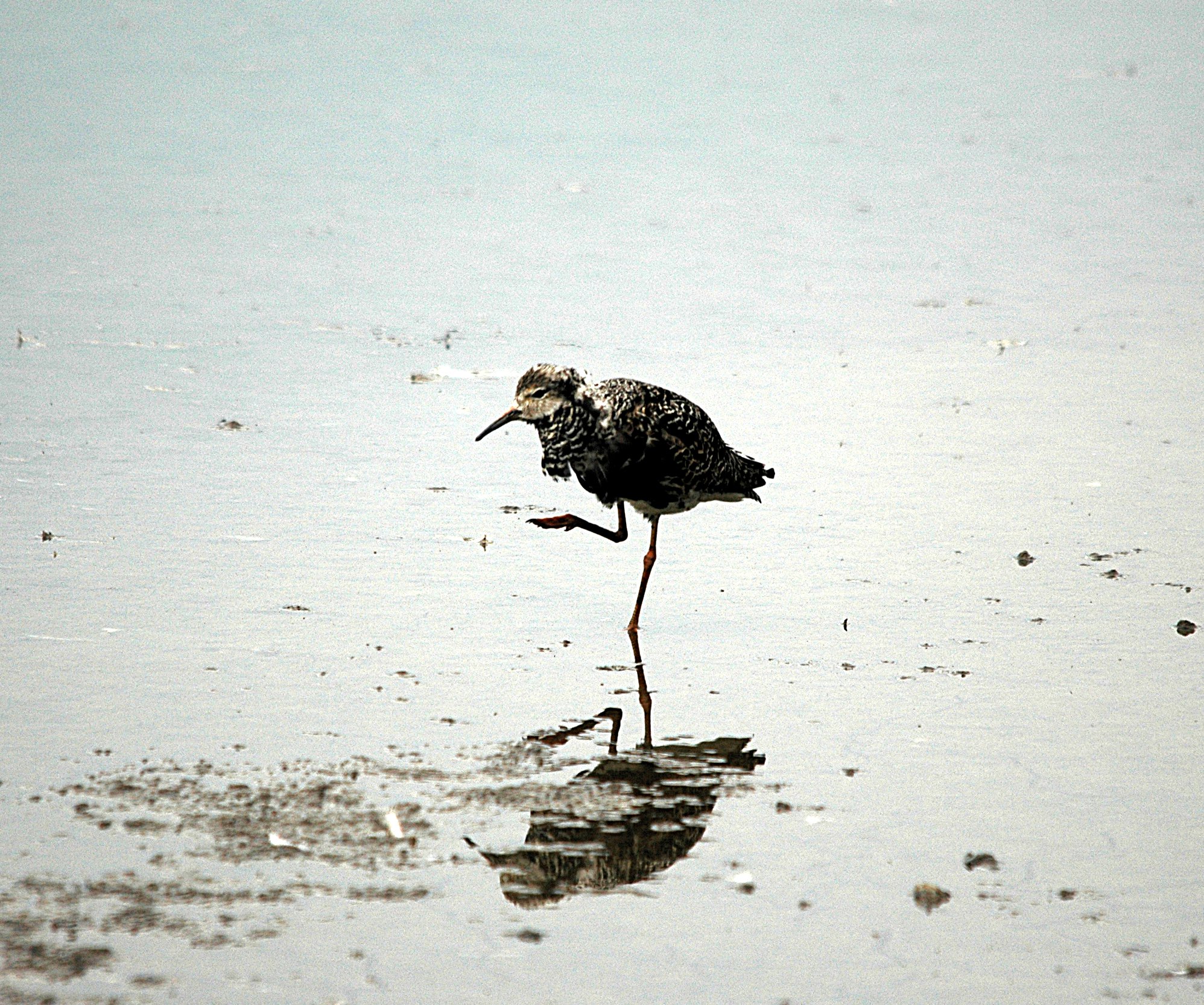 photos/wildlife/Bird_Species/063-Waders/1628-Ruff/DSC_6373_sm.jpg