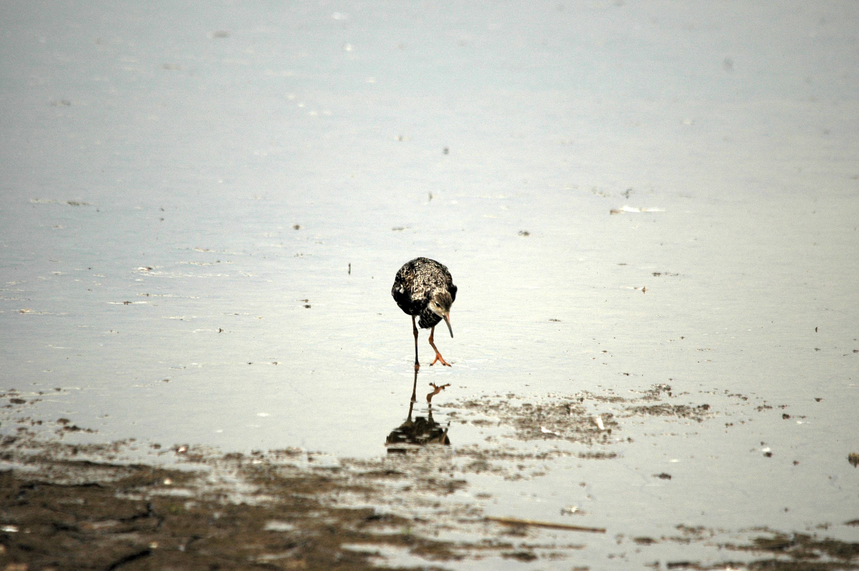 photos/wildlife/Bird_Species/063-Waders/1628-Ruff/DSC_6374.JPG