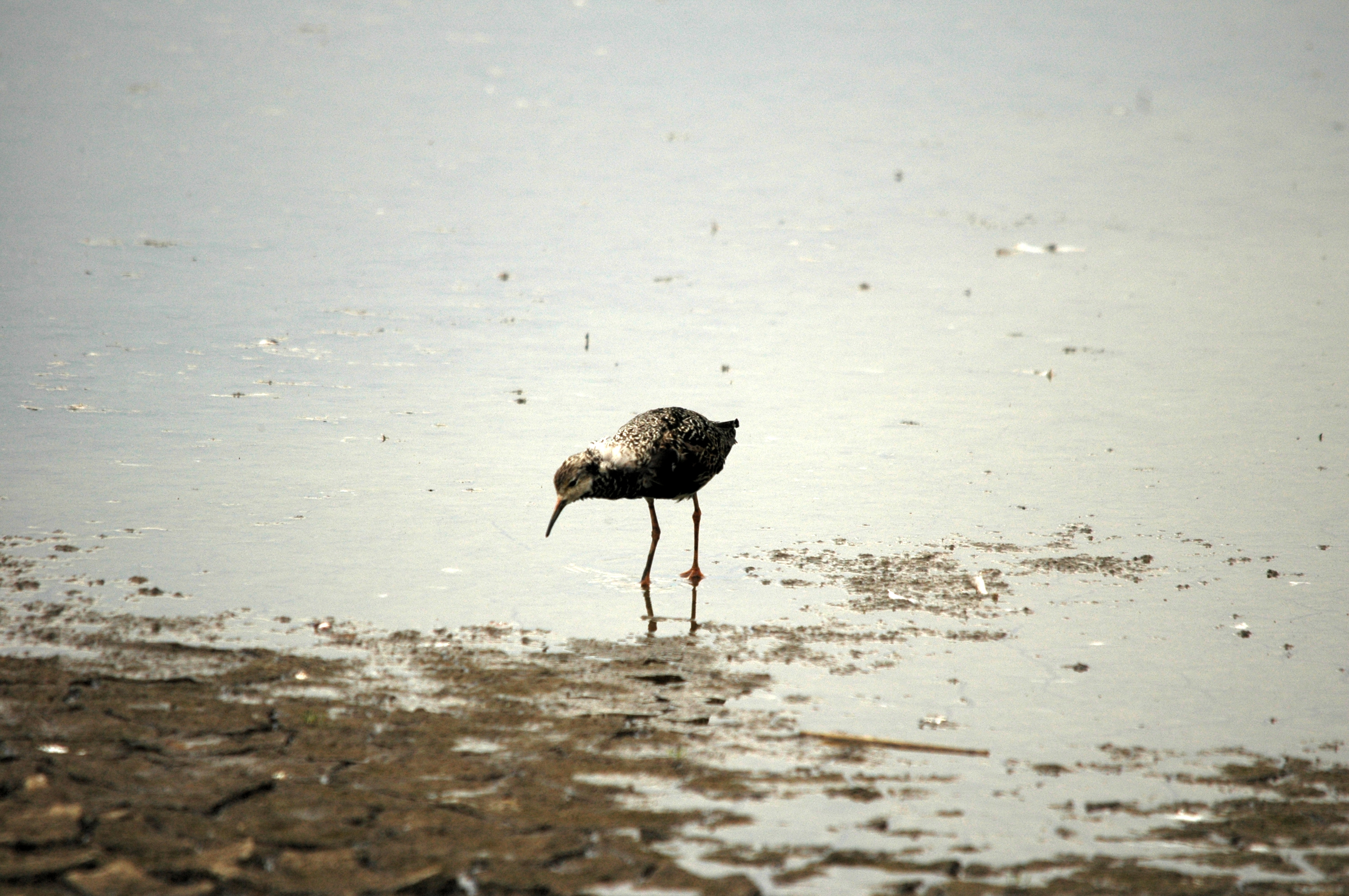 photos/wildlife/Bird_Species/063-Waders/1628-Ruff/DSC_6375.JPG