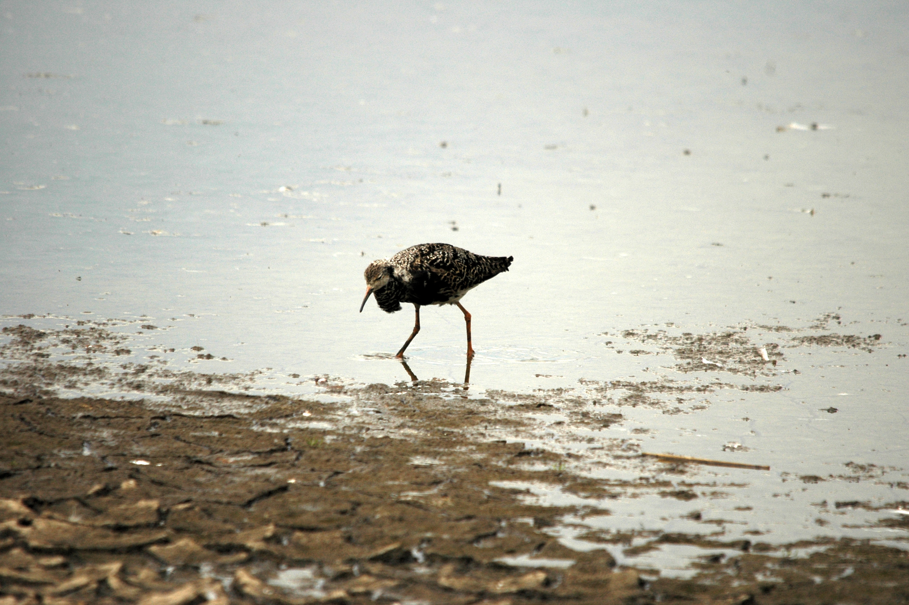 photos/wildlife/Bird_Species/063-Waders/1628-Ruff/DSC_6376.JPG