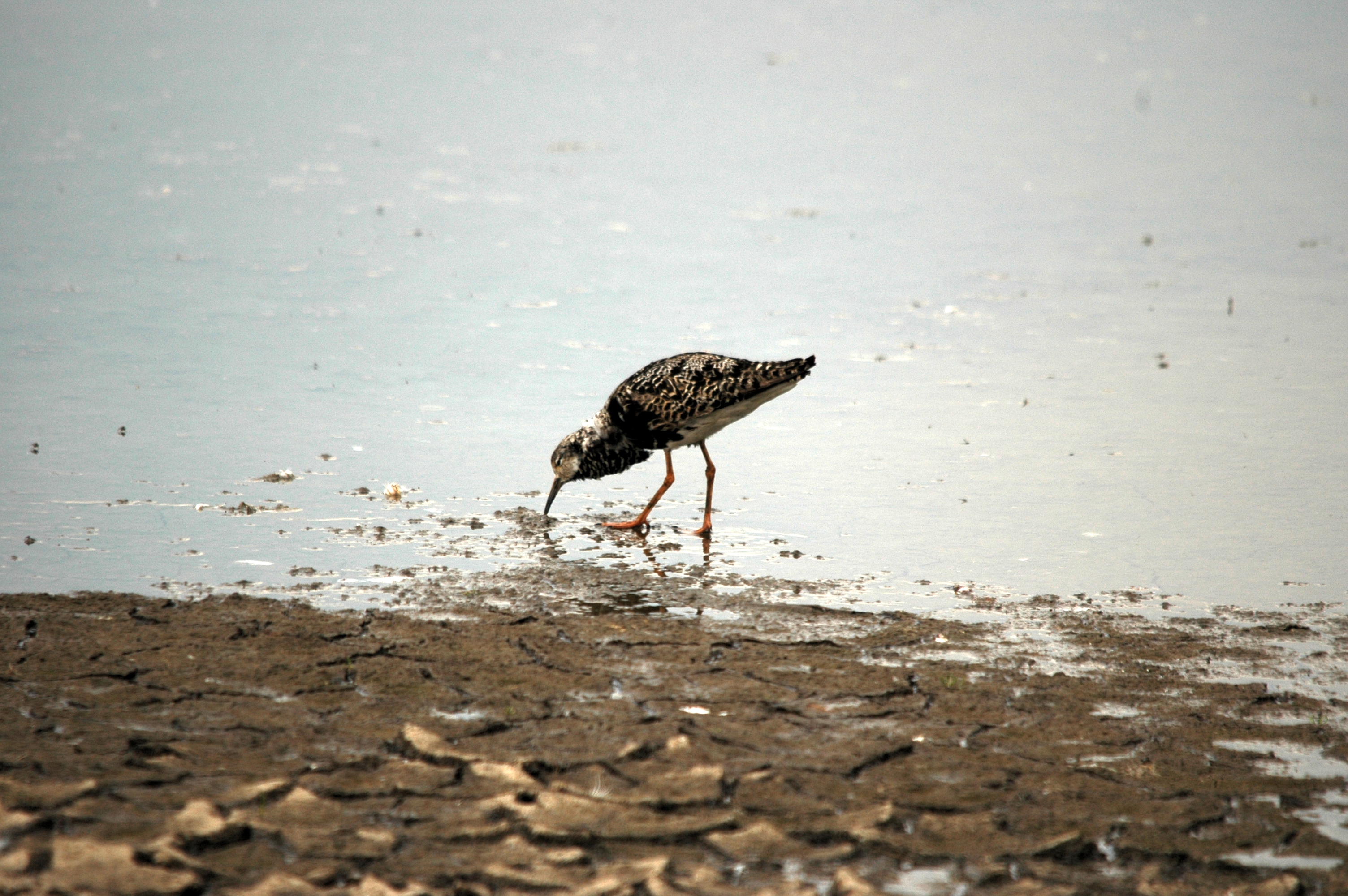 photos/wildlife/Bird_Species/063-Waders/1628-Ruff/DSC_6377.JPG