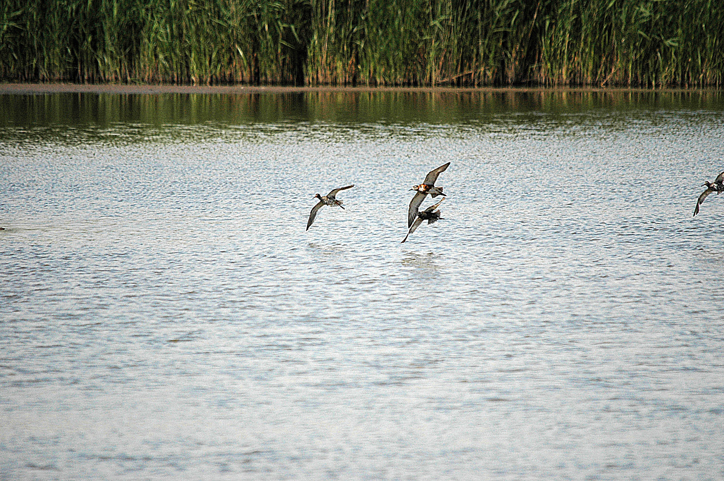 photos/wildlife/Bird_Species/063-Waders/1628-Ruff/DSC_6596.JPG