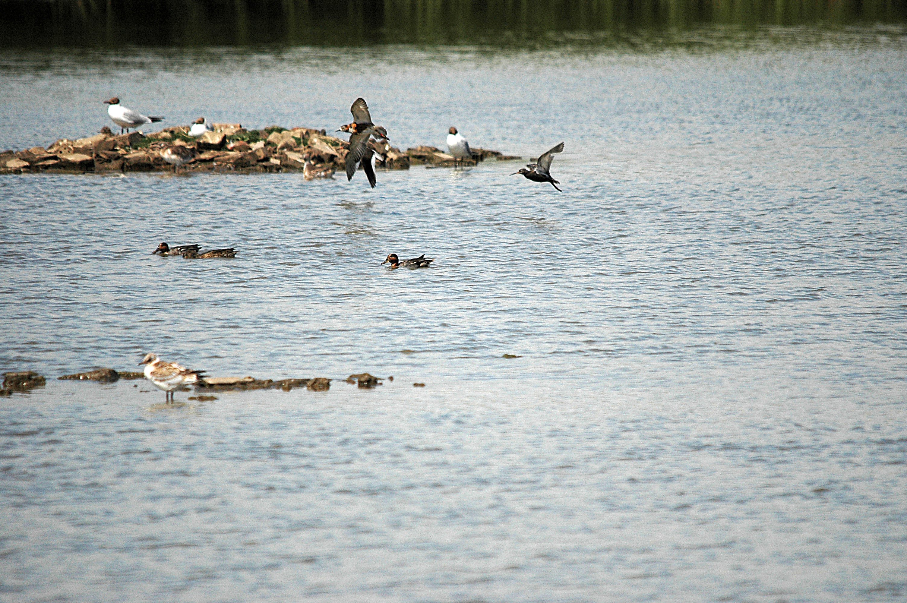 photos/wildlife/Bird_Species/063-Waders/1628-Ruff/DSC_6597.JPG