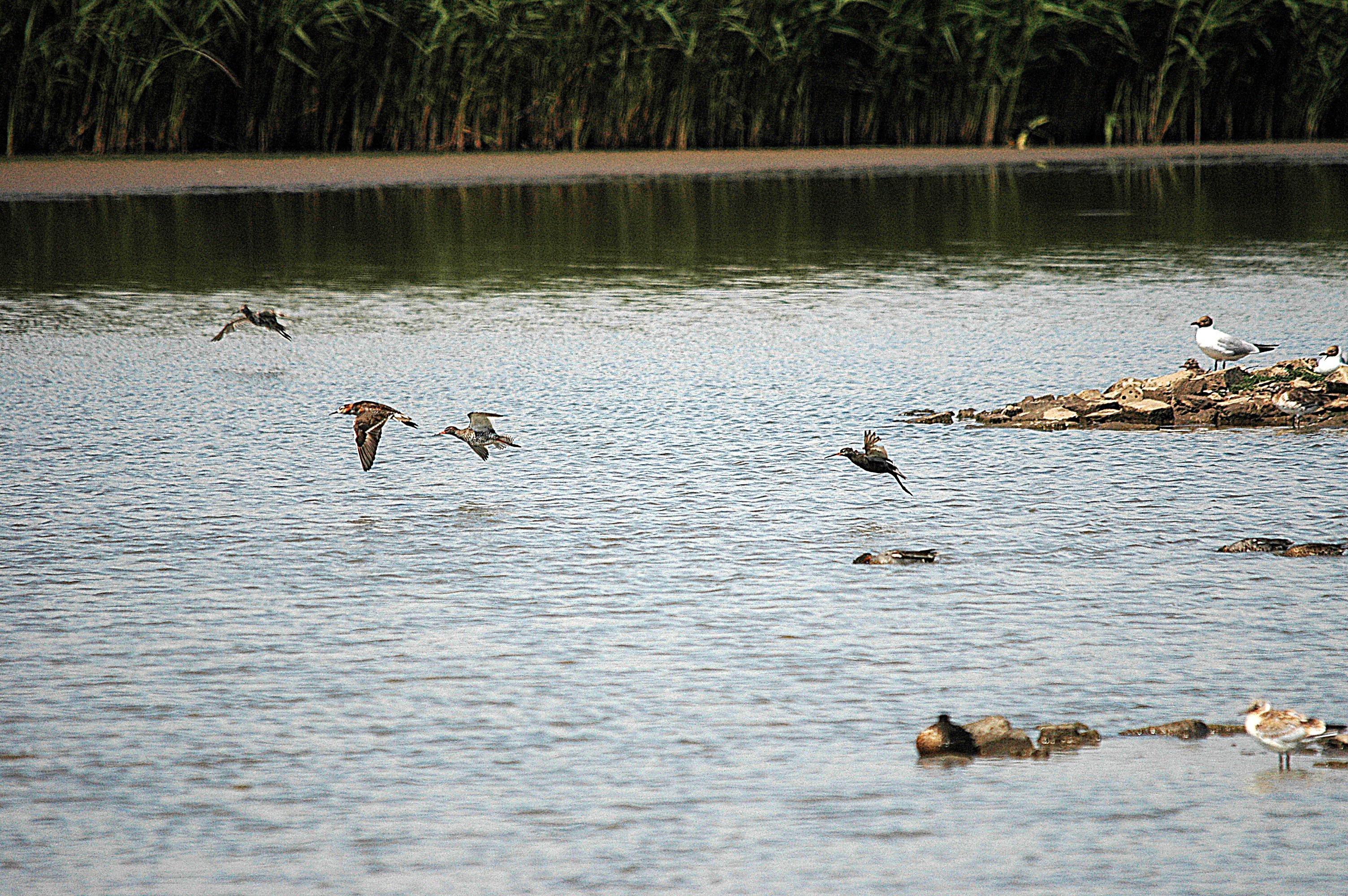 photos/wildlife/Bird_Species/063-Waders/1628-Ruff/DSC_6598.JPG