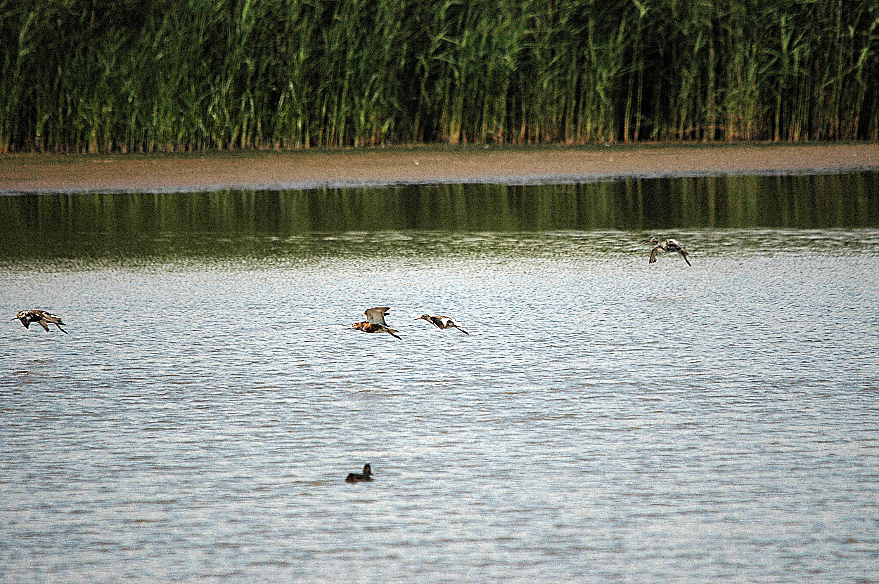 photos/wildlife/Bird_Species/063-Waders/1628-Ruff/DSC_6599.JPG