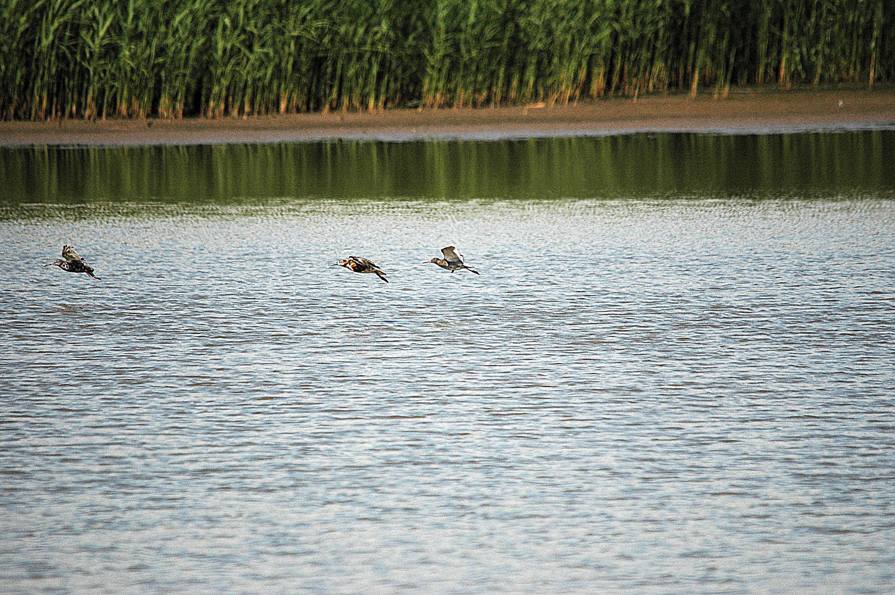 photos/wildlife/Bird_Species/063-Waders/1628-Ruff/DSC_6600.JPG