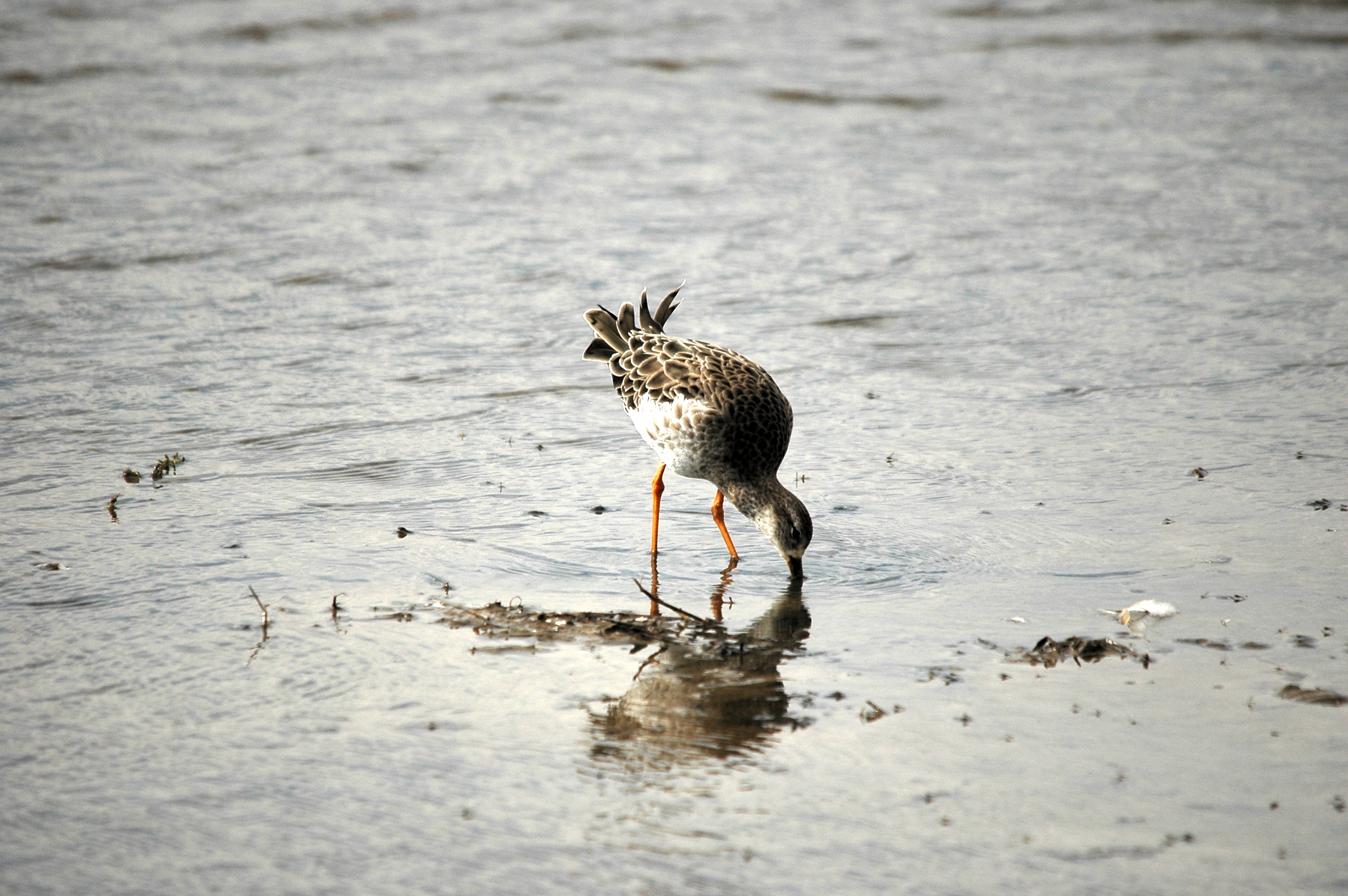 photos/wildlife/Bird_Species/063-Waders/1628-Ruff/DSC_7269.JPG