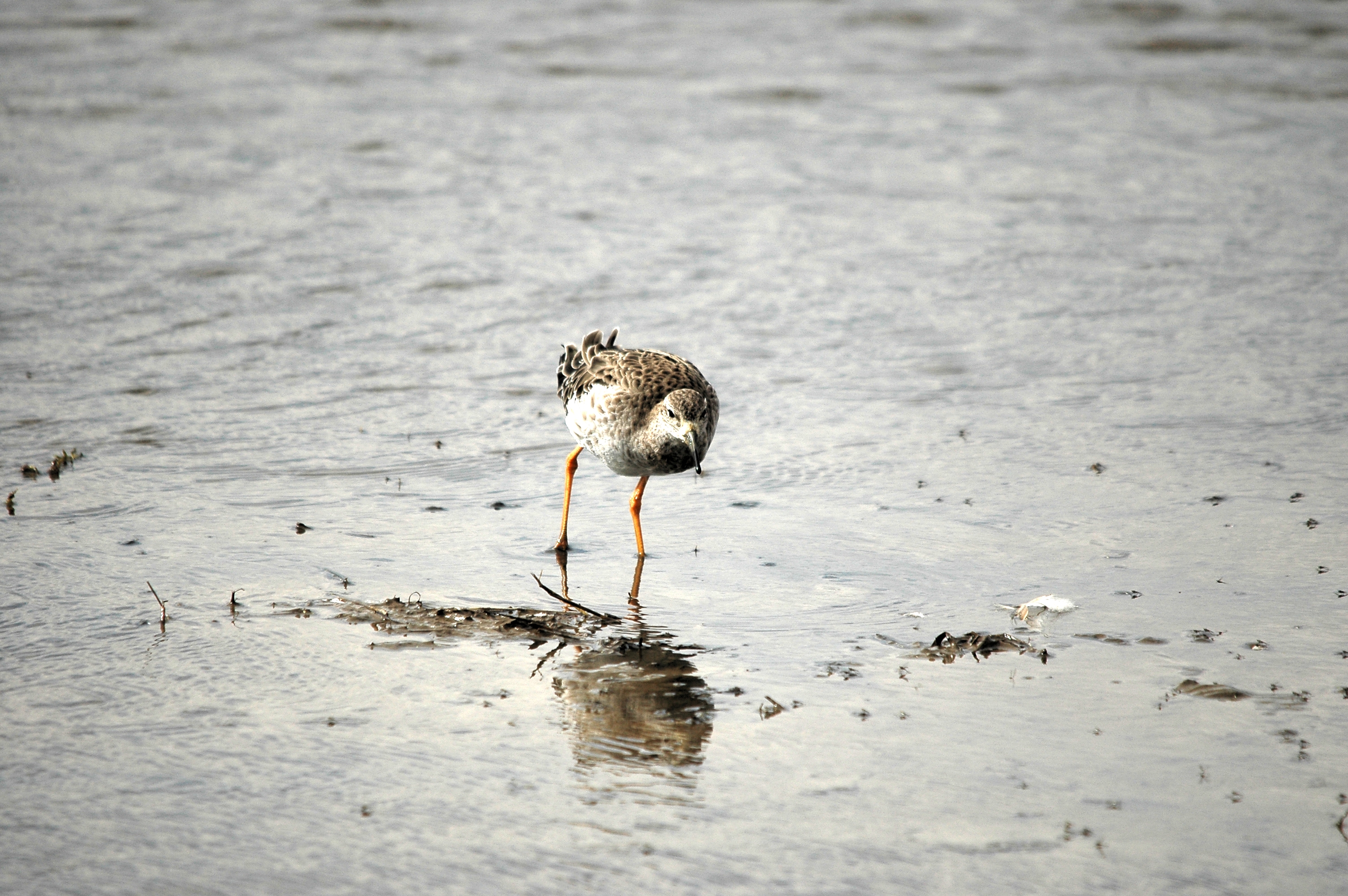 photos/wildlife/Bird_Species/063-Waders/1628-Ruff/DSC_7270.JPG