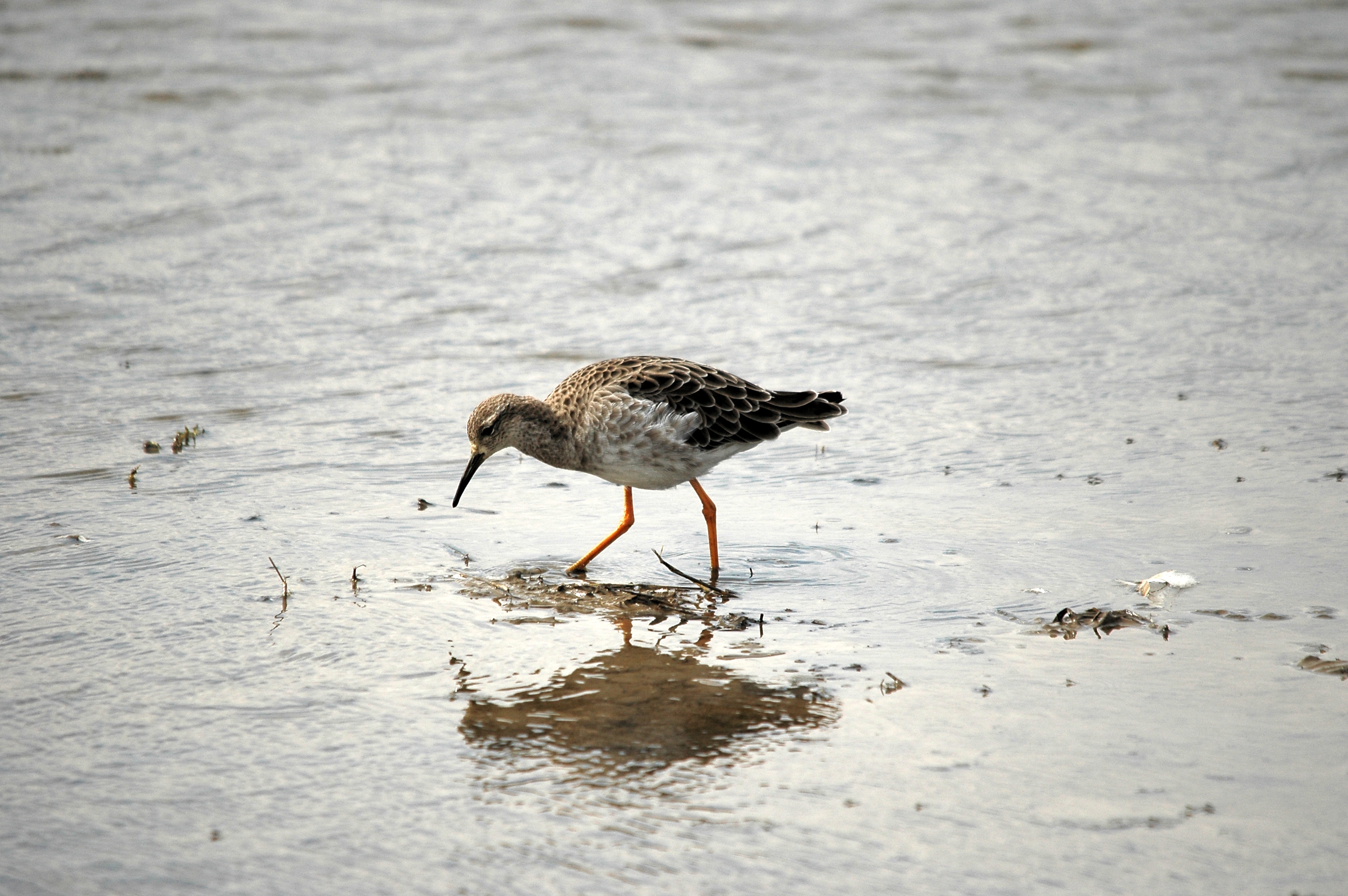 photos/wildlife/Bird_Species/063-Waders/1628-Ruff/DSC_7271.JPG
