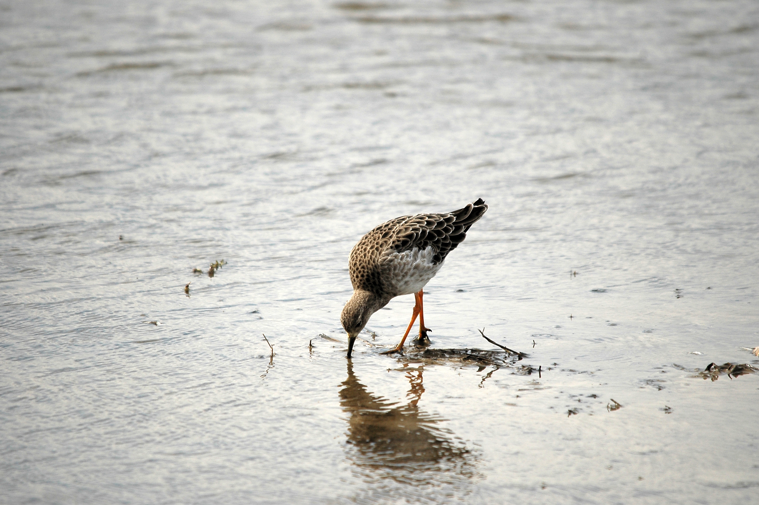 photos/wildlife/Bird_Species/063-Waders/1628-Ruff/DSC_7272.JPG