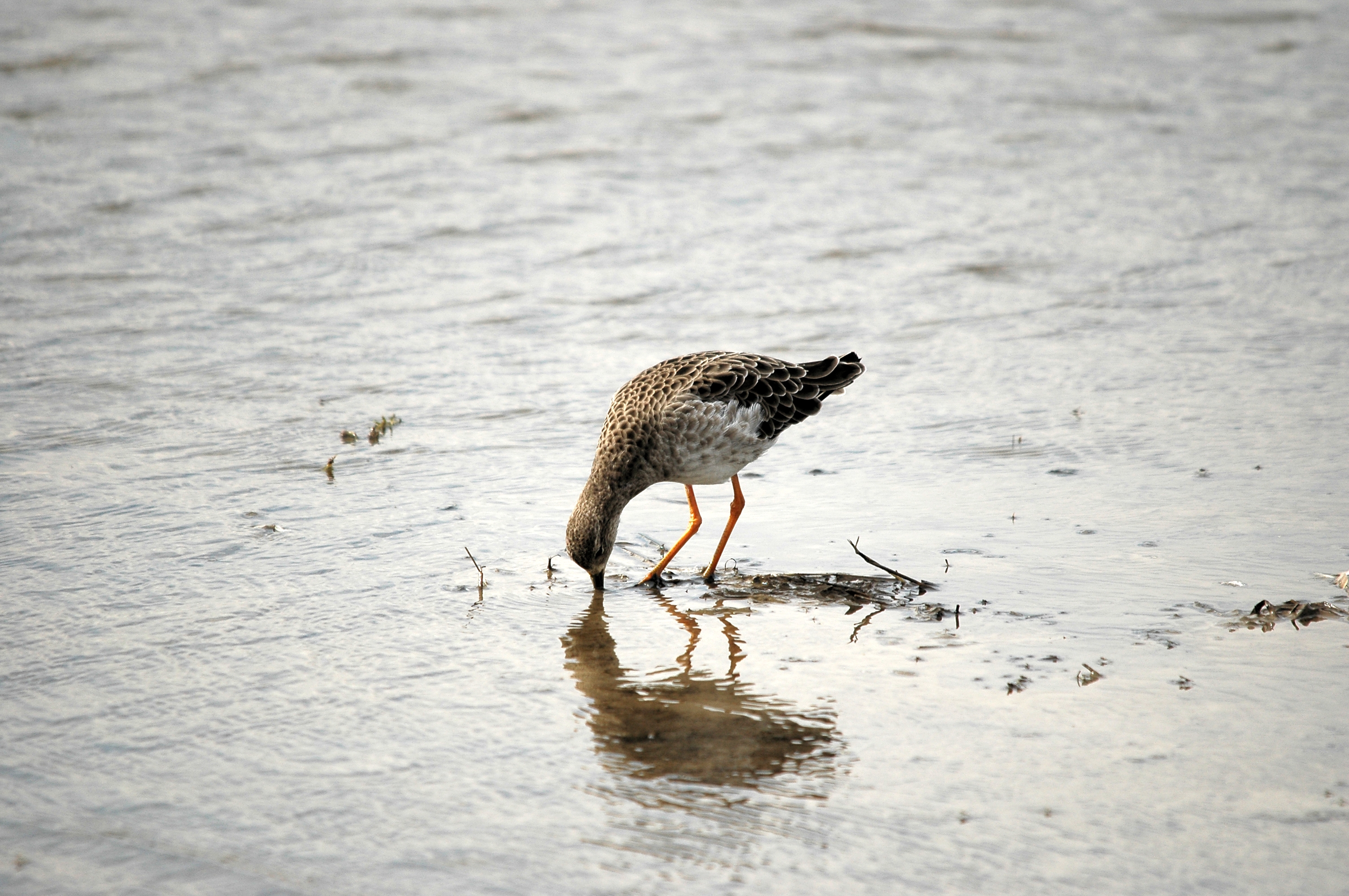photos/wildlife/Bird_Species/063-Waders/1628-Ruff/DSC_7273.JPG