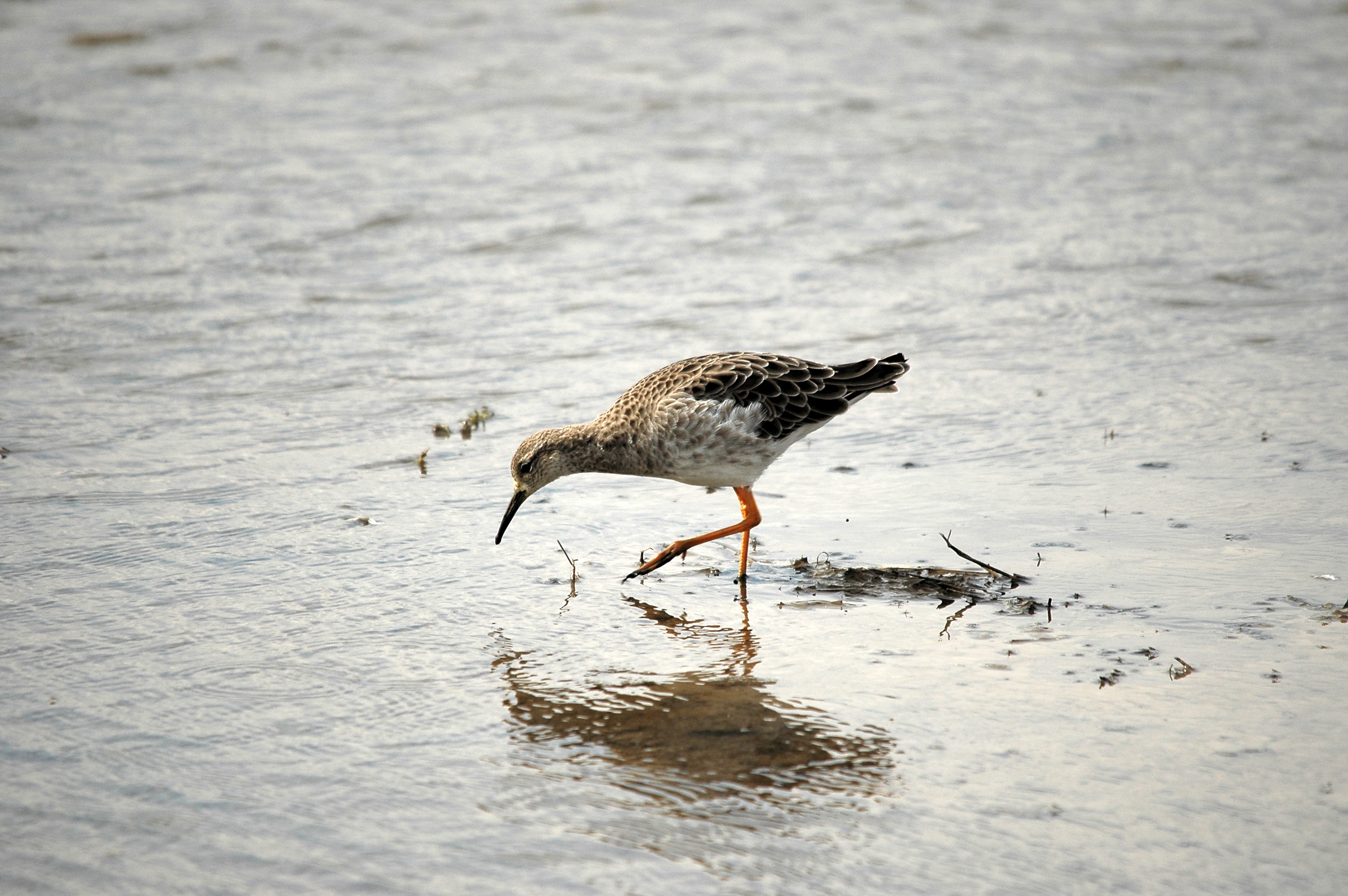 photos/wildlife/Bird_Species/063-Waders/1628-Ruff/DSC_7274.JPG