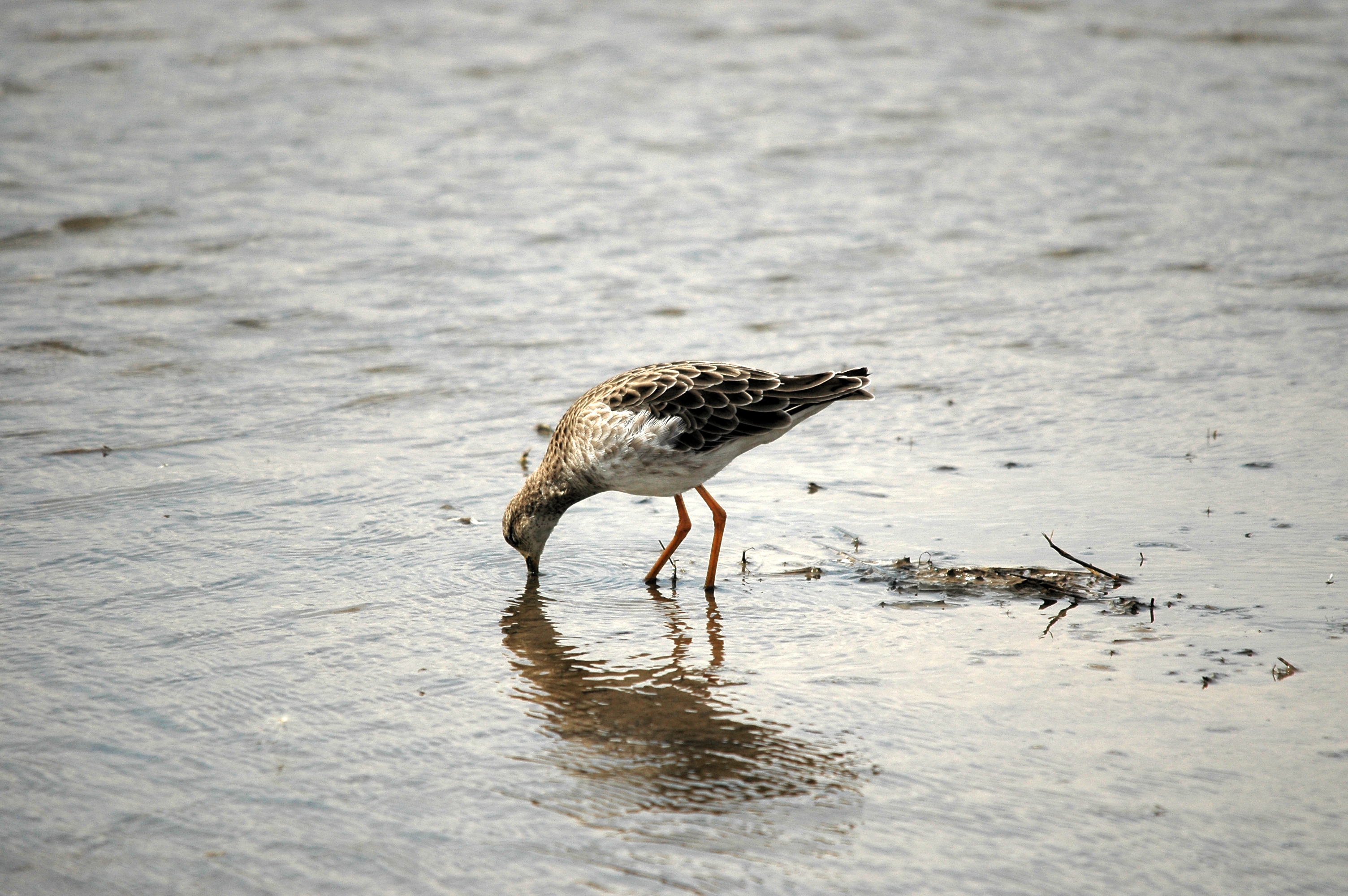 photos/wildlife/Bird_Species/063-Waders/1628-Ruff/DSC_7275.JPG