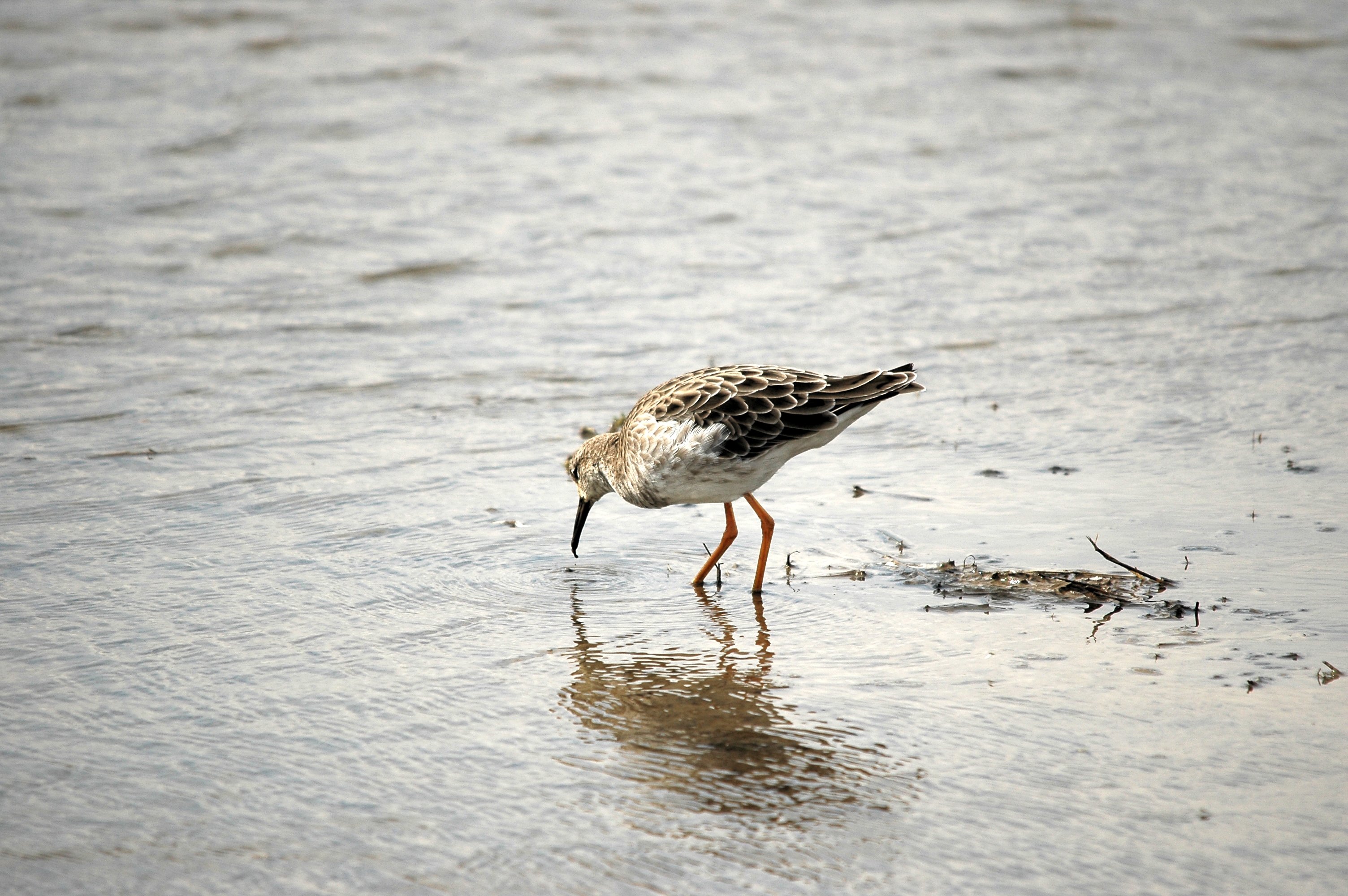 photos/wildlife/Bird_Species/063-Waders/1628-Ruff/DSC_7276.JPG