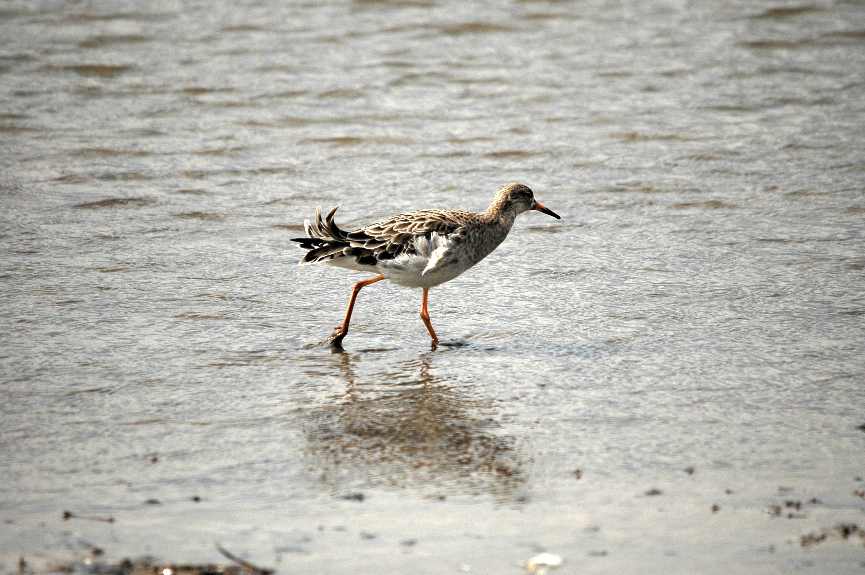photos/wildlife/Bird_Species/063-Waders/1628-Ruff/DSC_7277.JPG
