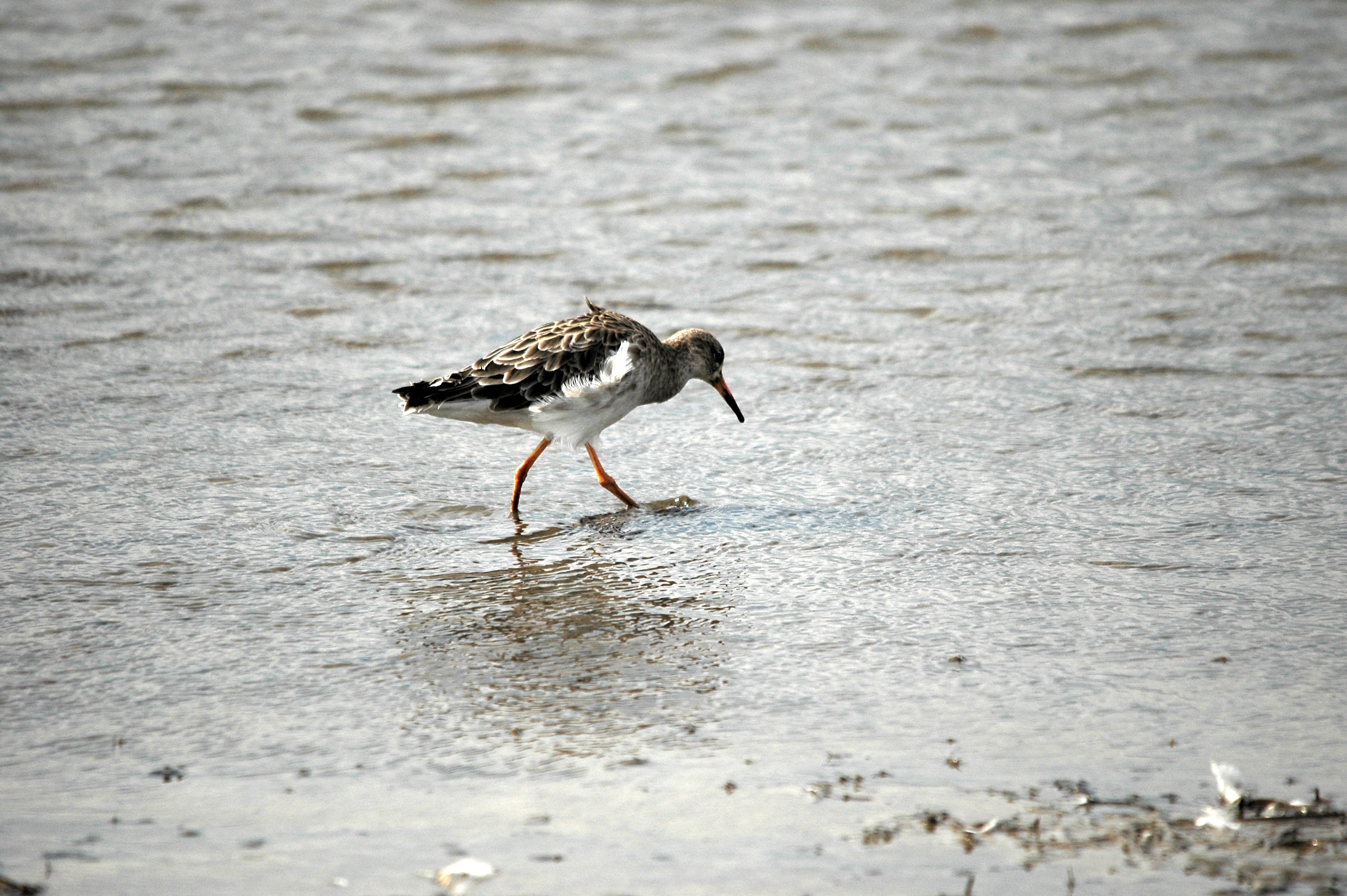 photos/wildlife/Bird_Species/063-Waders/1628-Ruff/DSC_7278.JPG