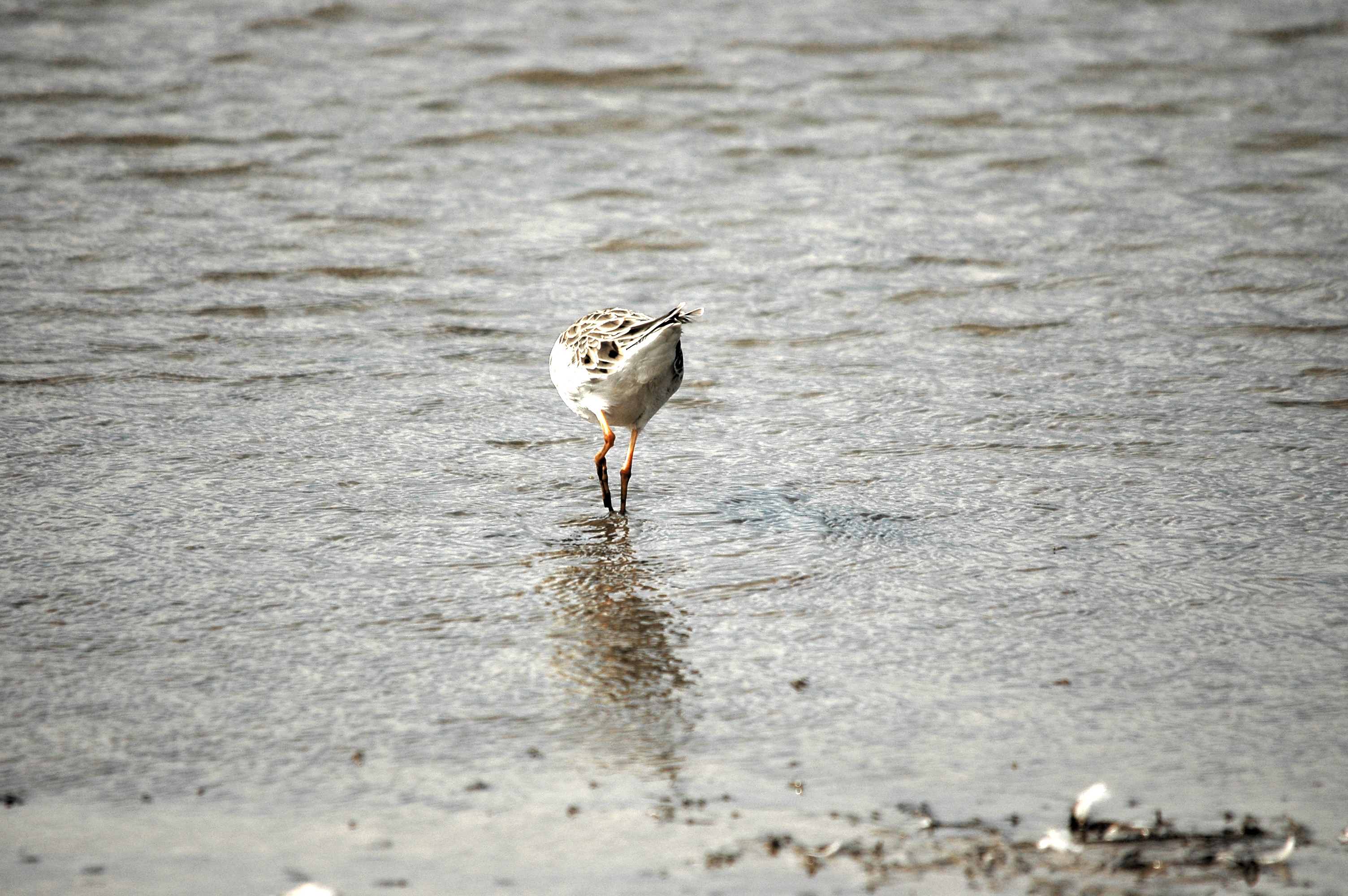 photos/wildlife/Bird_Species/063-Waders/1628-Ruff/DSC_7279.JPG
