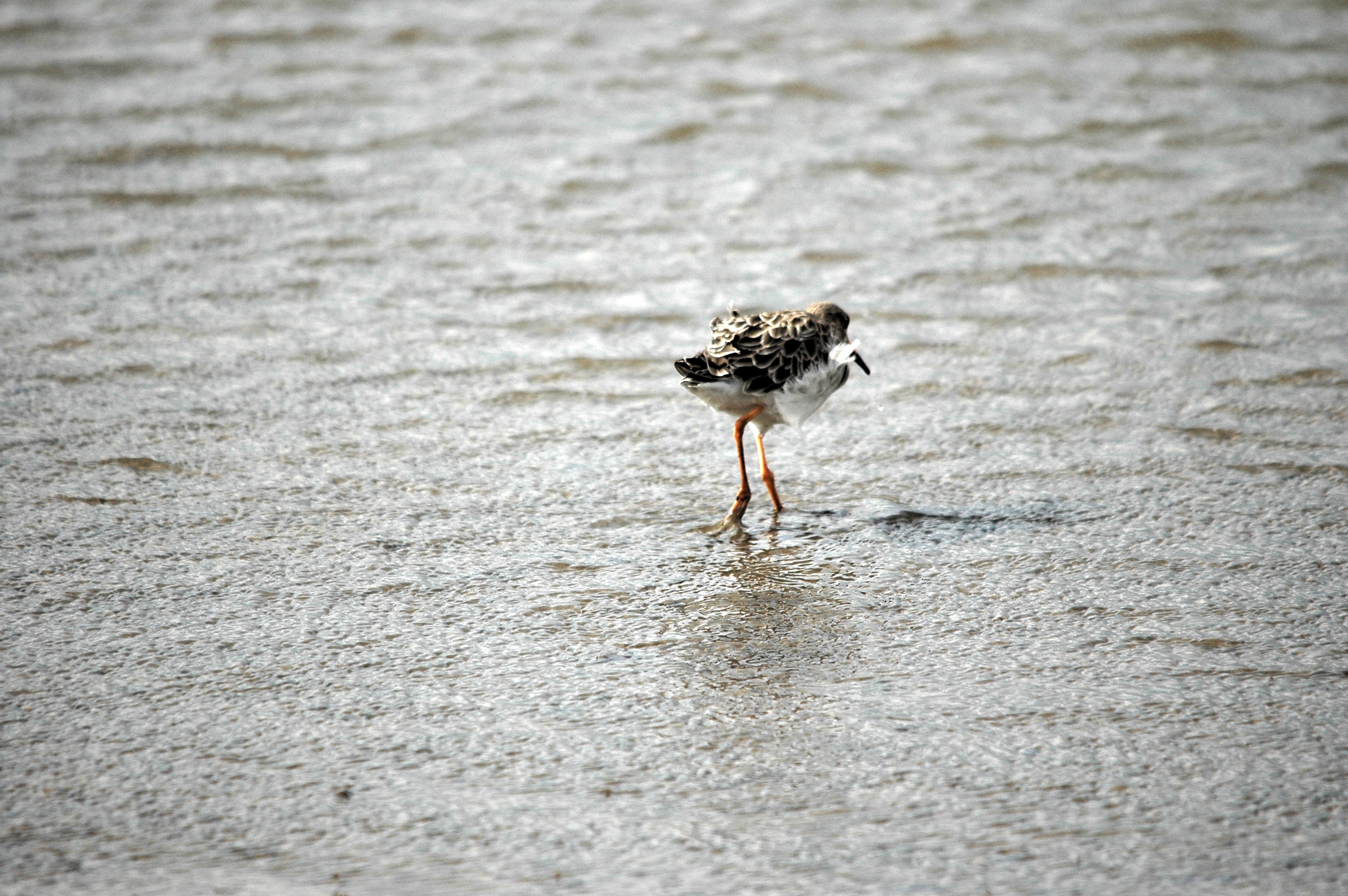 photos/wildlife/Bird_Species/063-Waders/1628-Ruff/DSC_7280.JPG