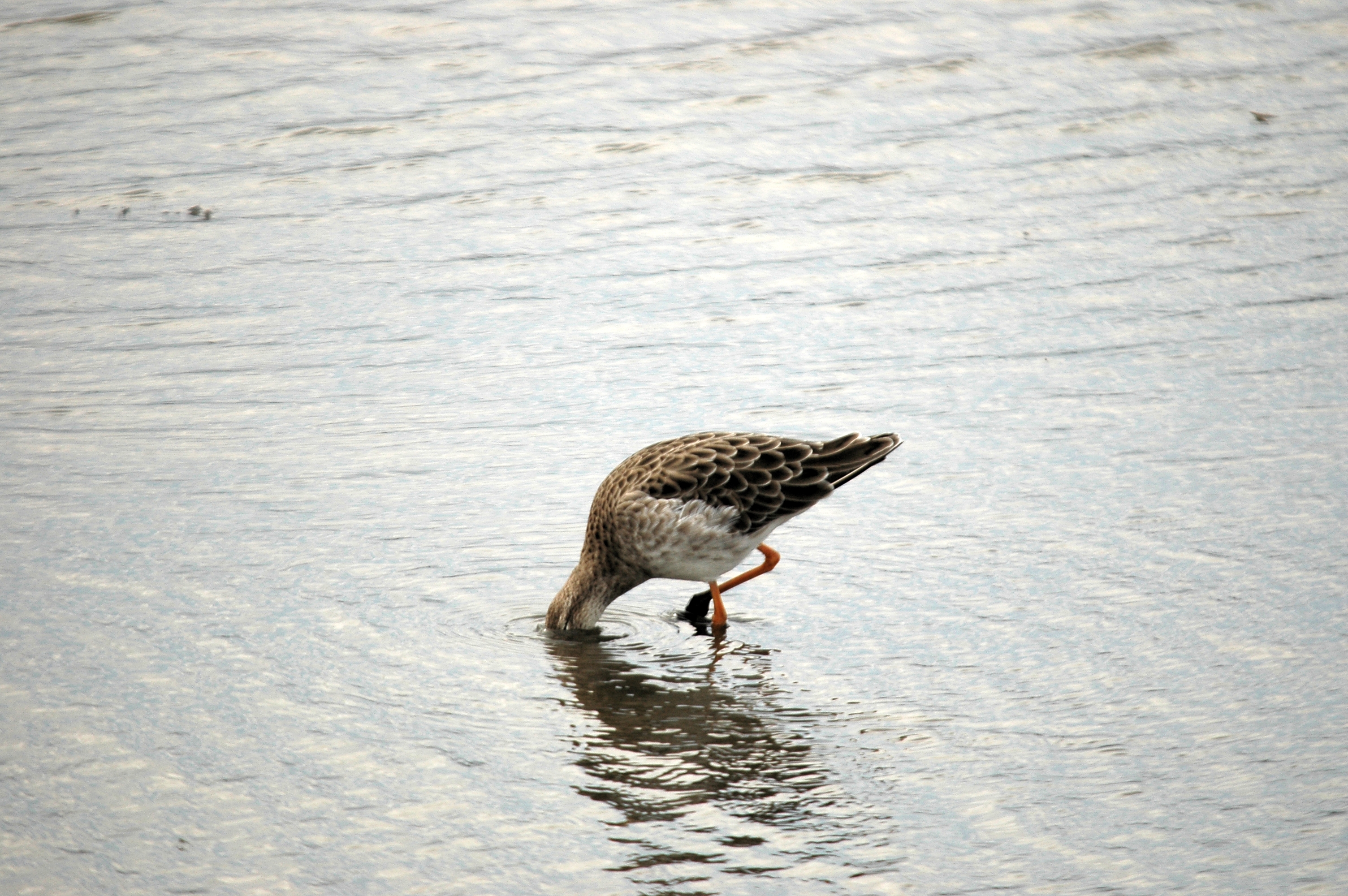photos/wildlife/Bird_Species/063-Waders/1628-Ruff/DSC_7282.JPG