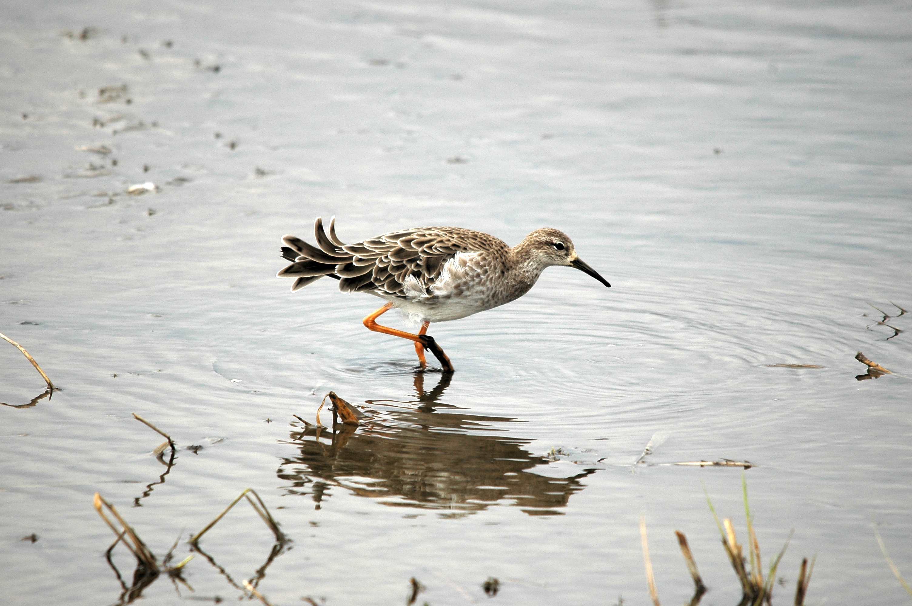 photos/wildlife/Bird_Species/063-Waders/1628-Ruff/DSC_7283.JPG