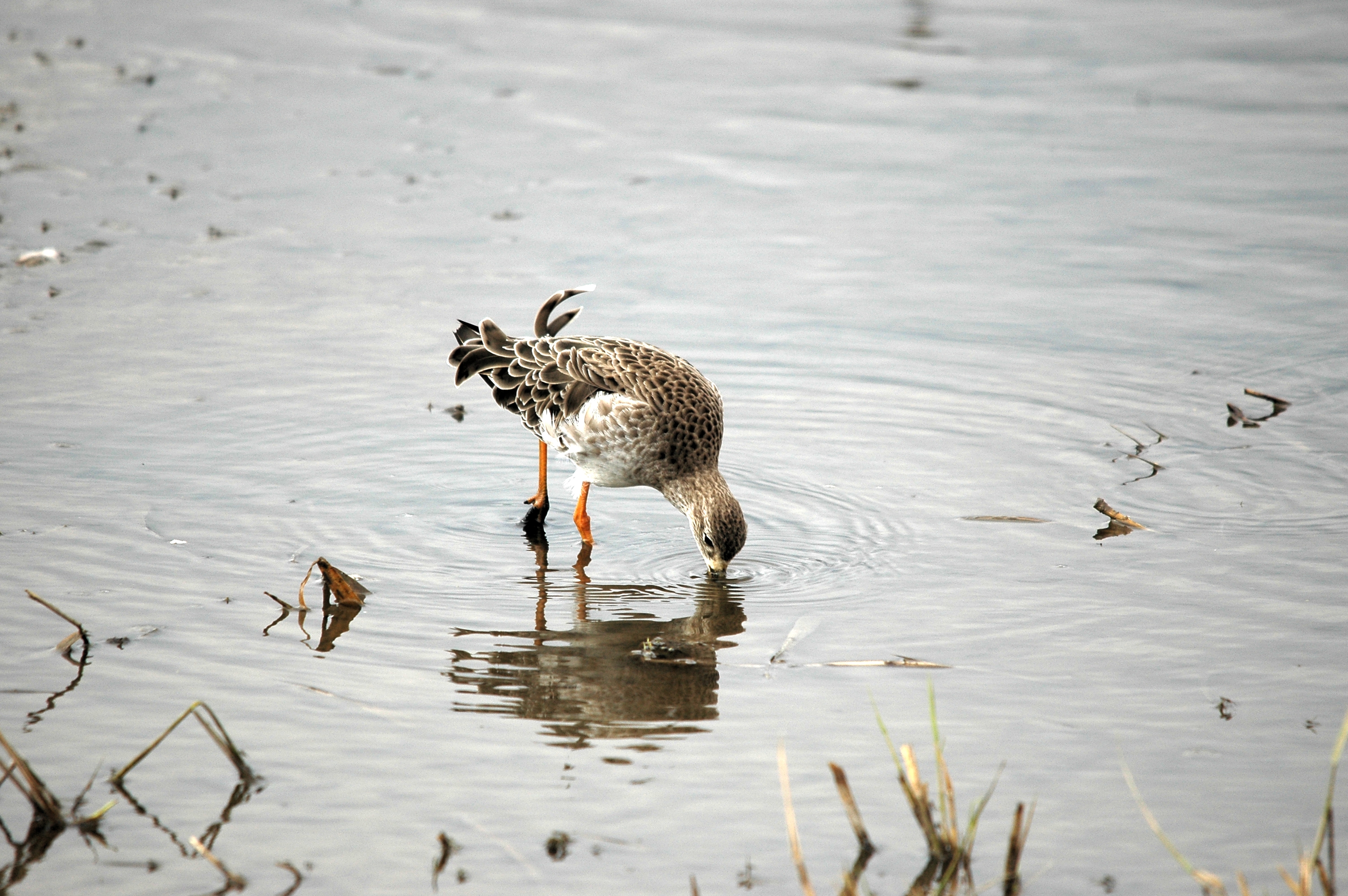photos/wildlife/Bird_Species/063-Waders/1628-Ruff/DSC_7284.JPG