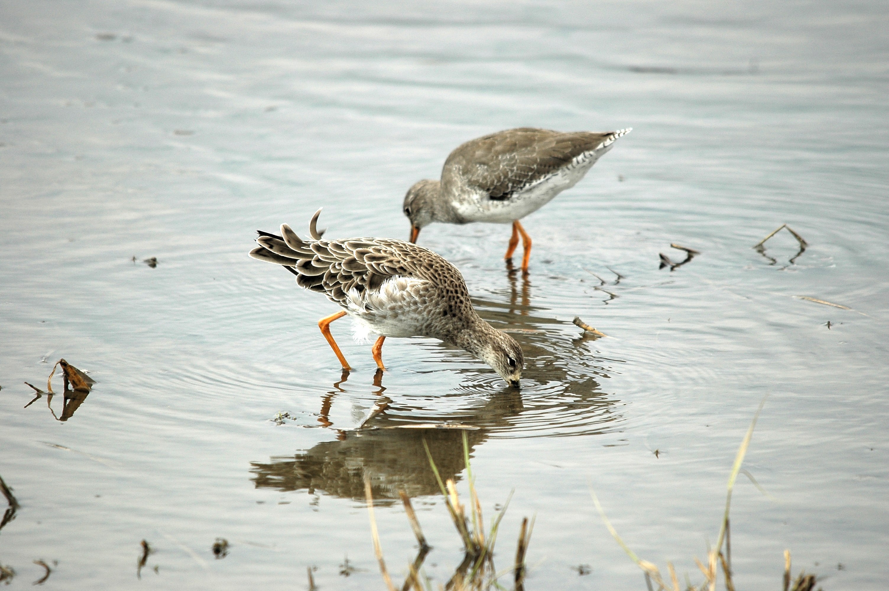 photos/wildlife/Bird_Species/063-Waders/1628-Ruff/DSC_7285.JPG
