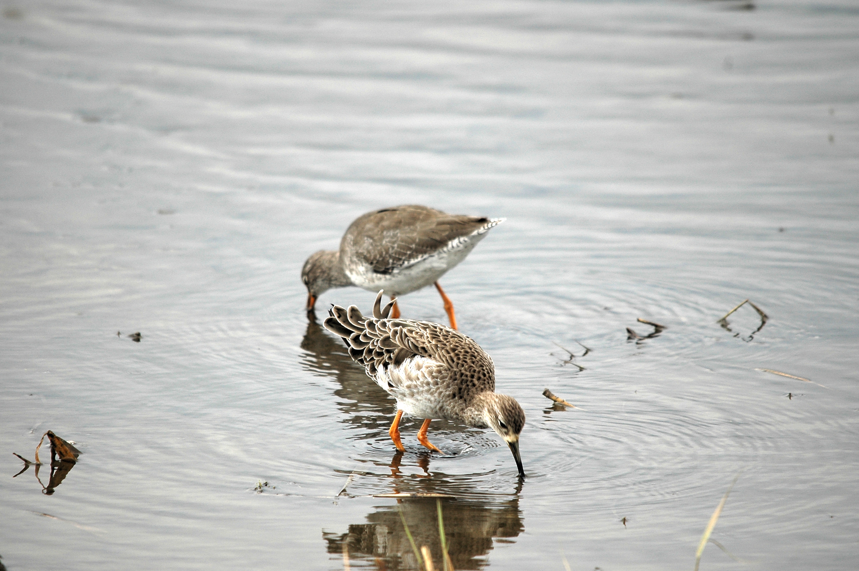 photos/wildlife/Bird_Species/063-Waders/1628-Ruff/DSC_7286.JPG