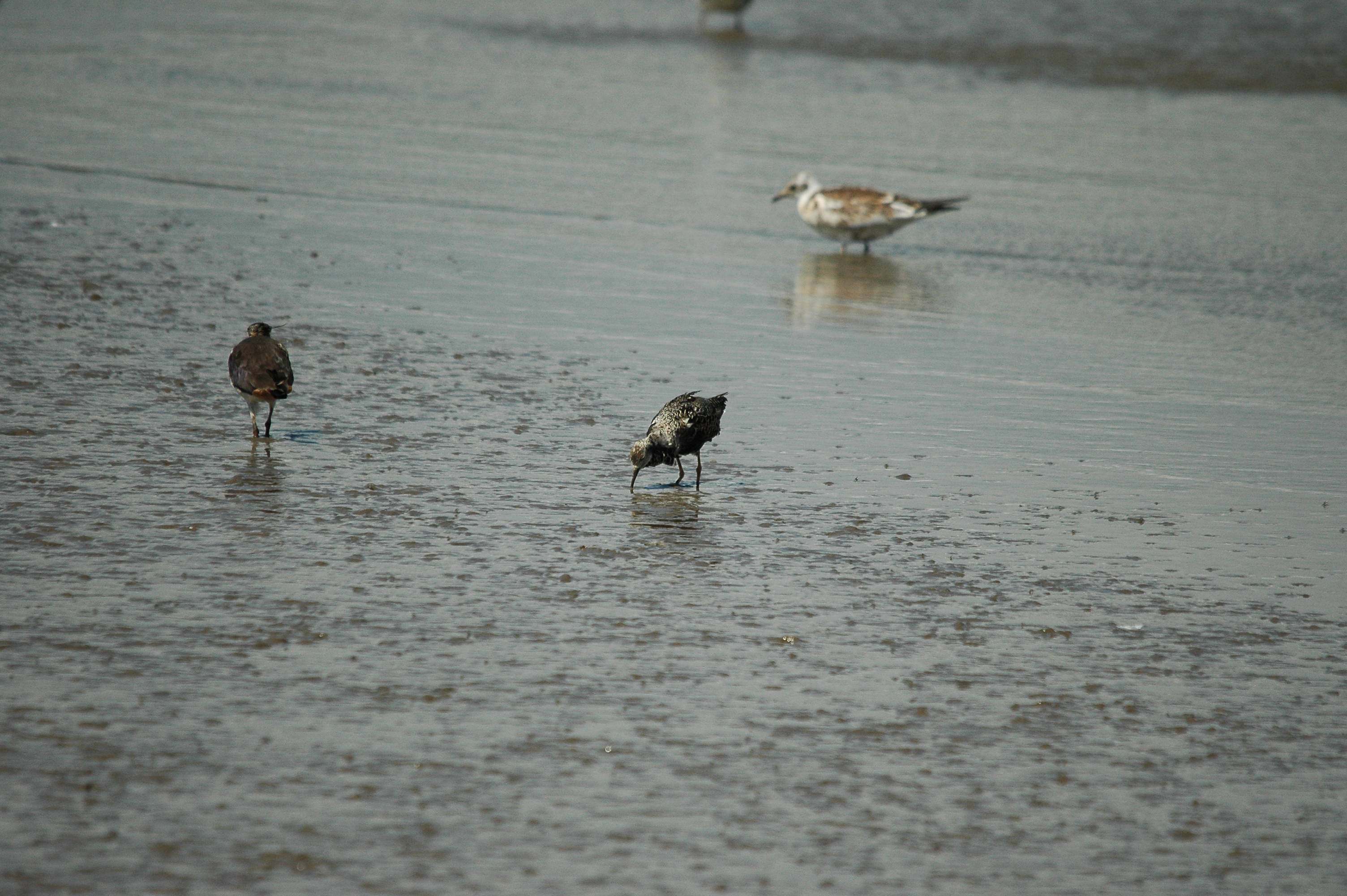 photos/wildlife/Bird_Species/063-Waders/1628-Ruff/dsc_2473.jpg