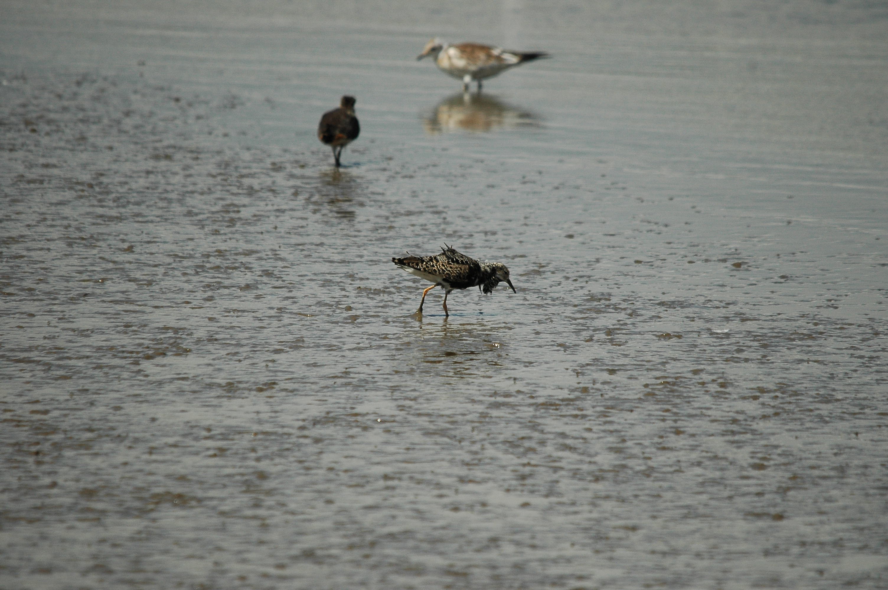 photos/wildlife/Bird_Species/063-Waders/1628-Ruff/dsc_2474.jpg
