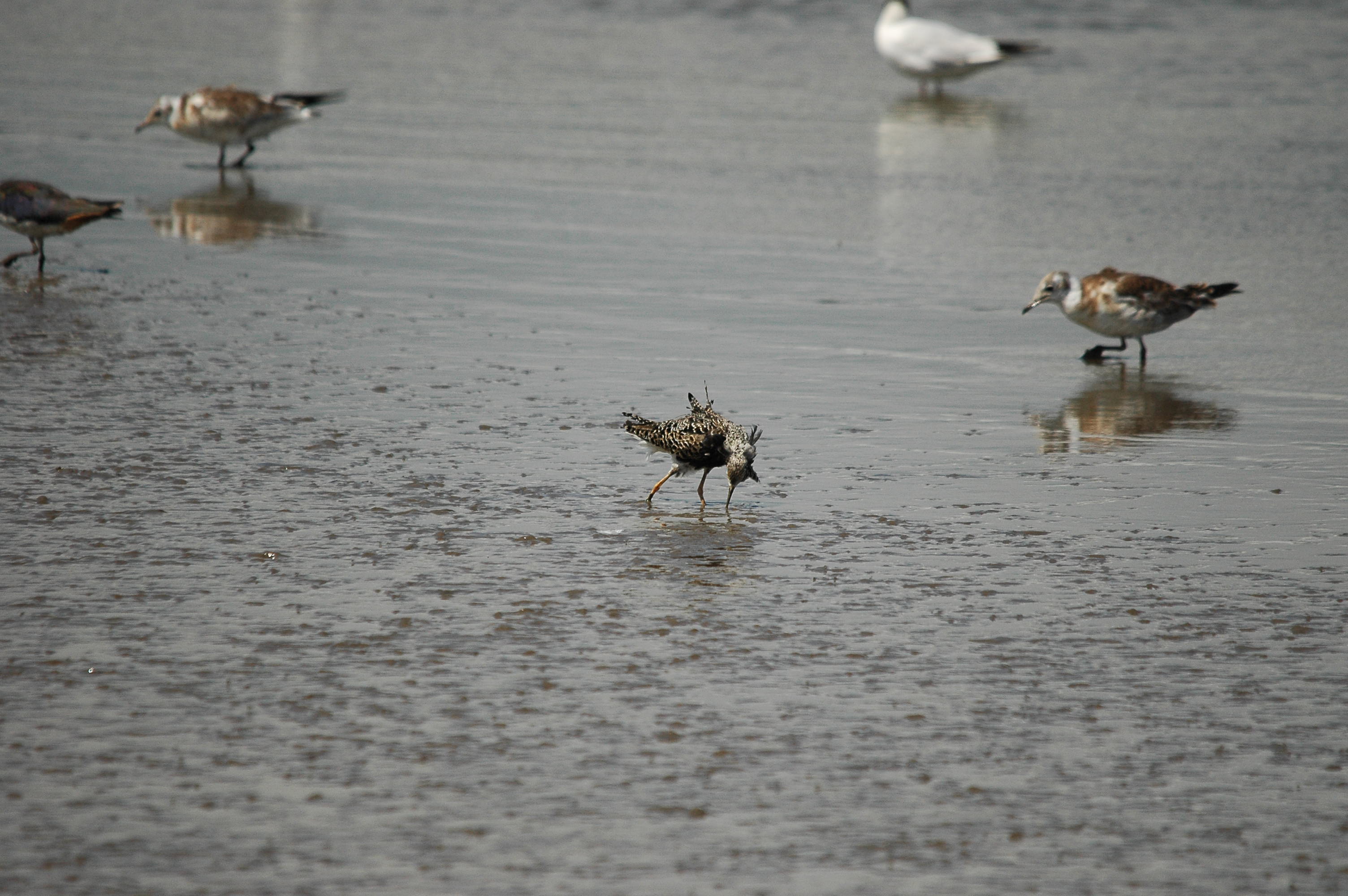 photos/wildlife/Bird_Species/063-Waders/1628-Ruff/dsc_2475.jpg