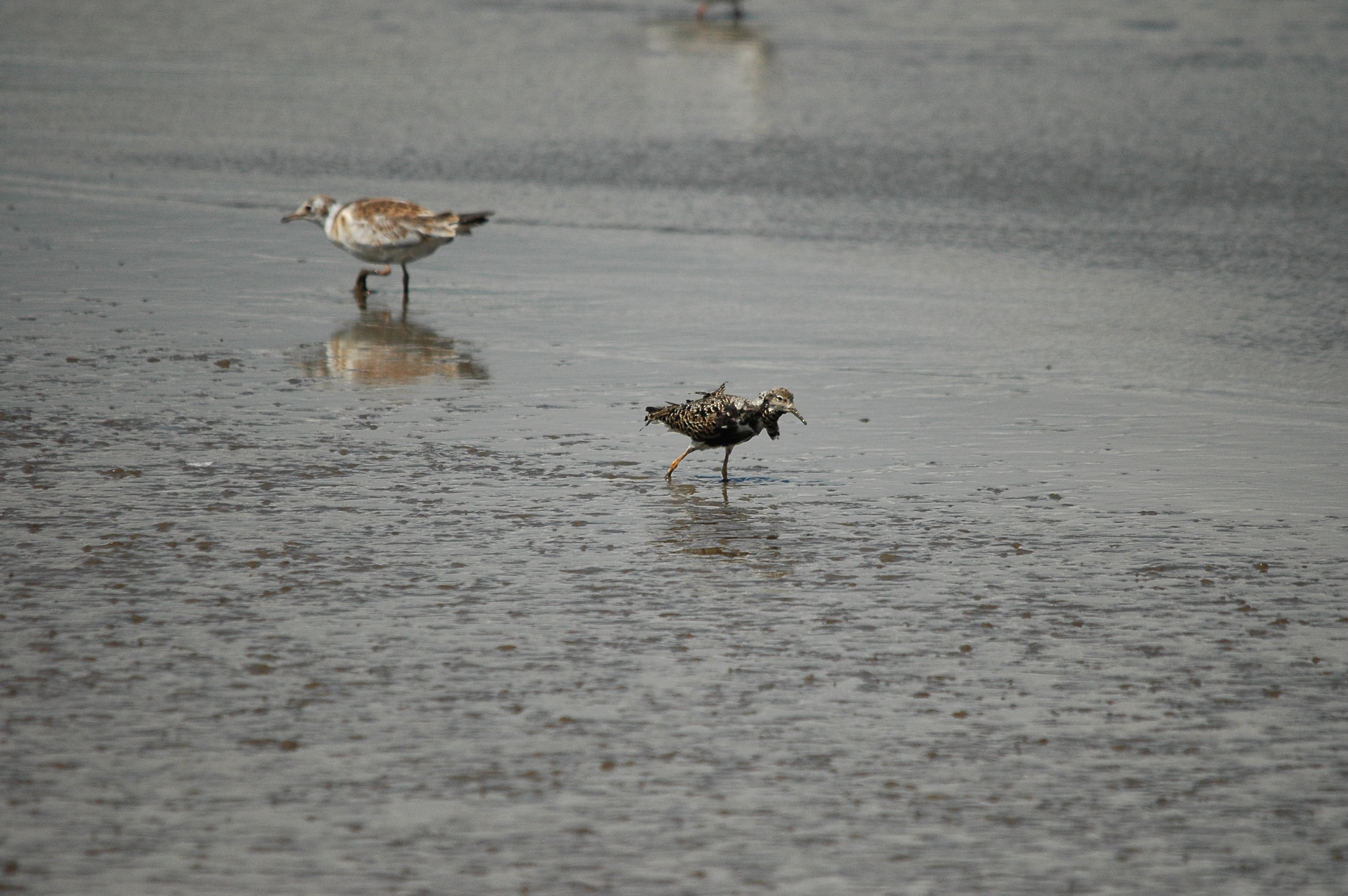 photos/wildlife/Bird_Species/063-Waders/1628-Ruff/dsc_2476.jpg