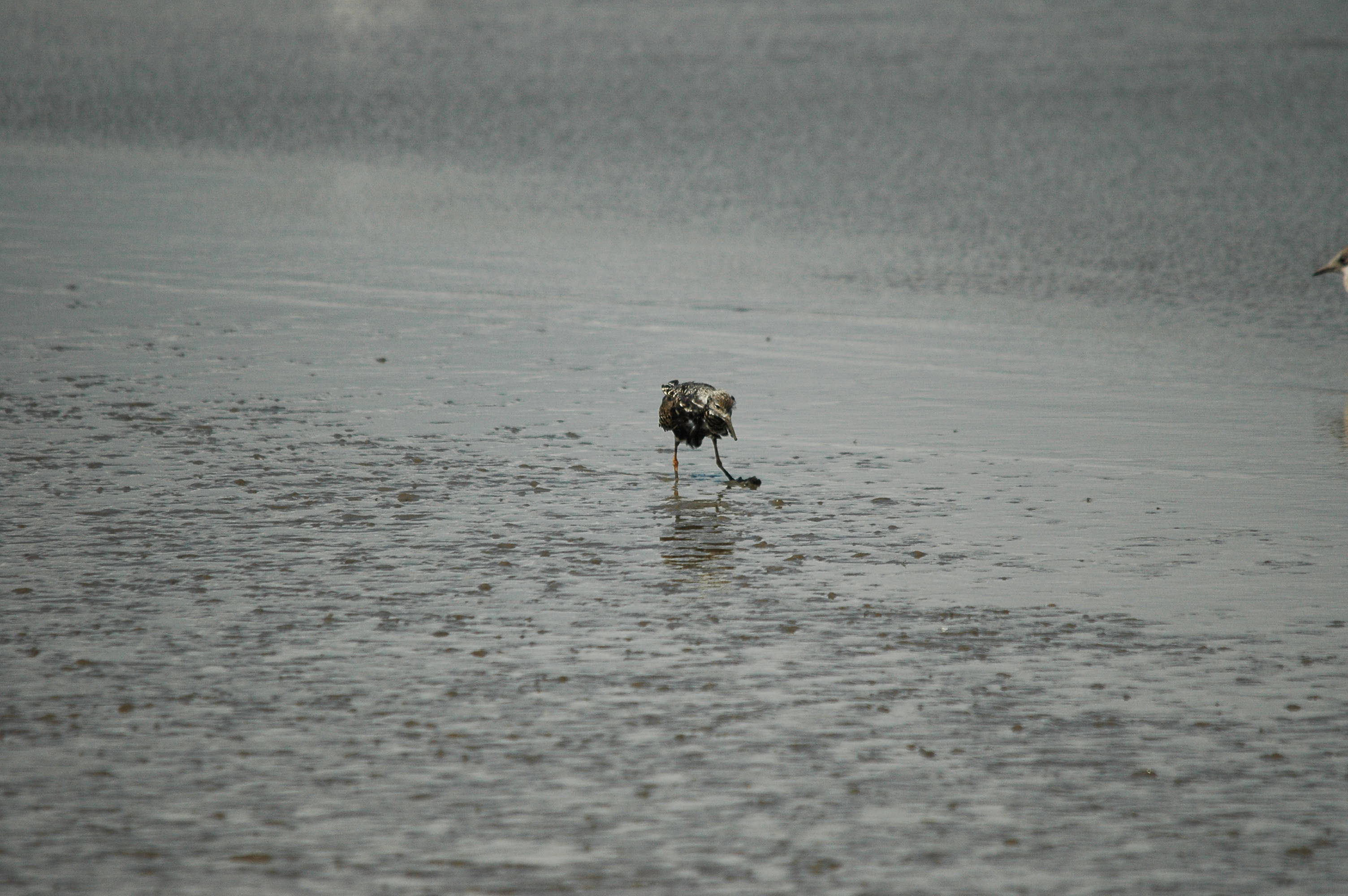 photos/wildlife/Bird_Species/063-Waders/1628-Ruff/dsc_2477.jpg