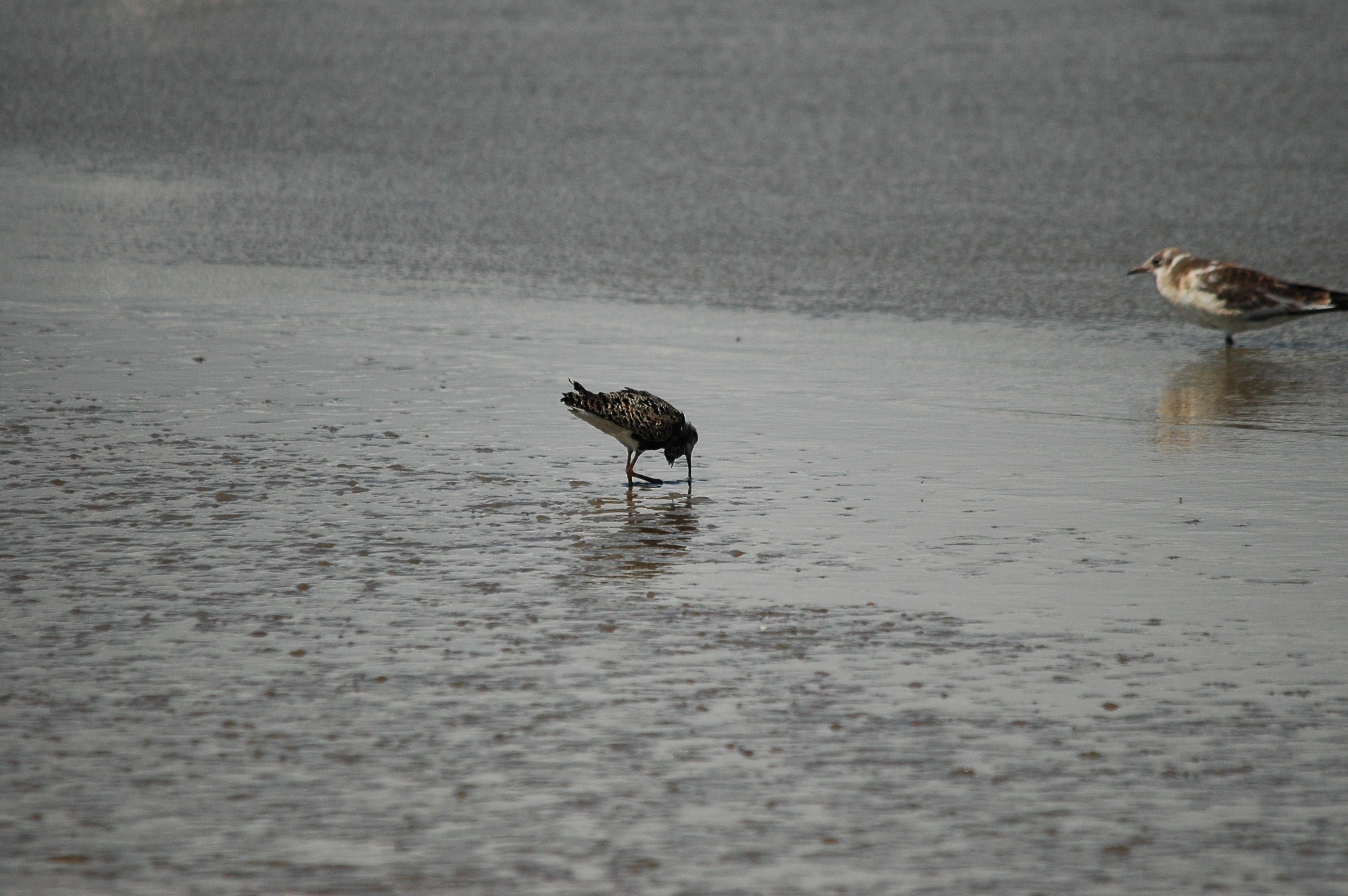 photos/wildlife/Bird_Species/063-Waders/1628-Ruff/dsc_2478.jpg