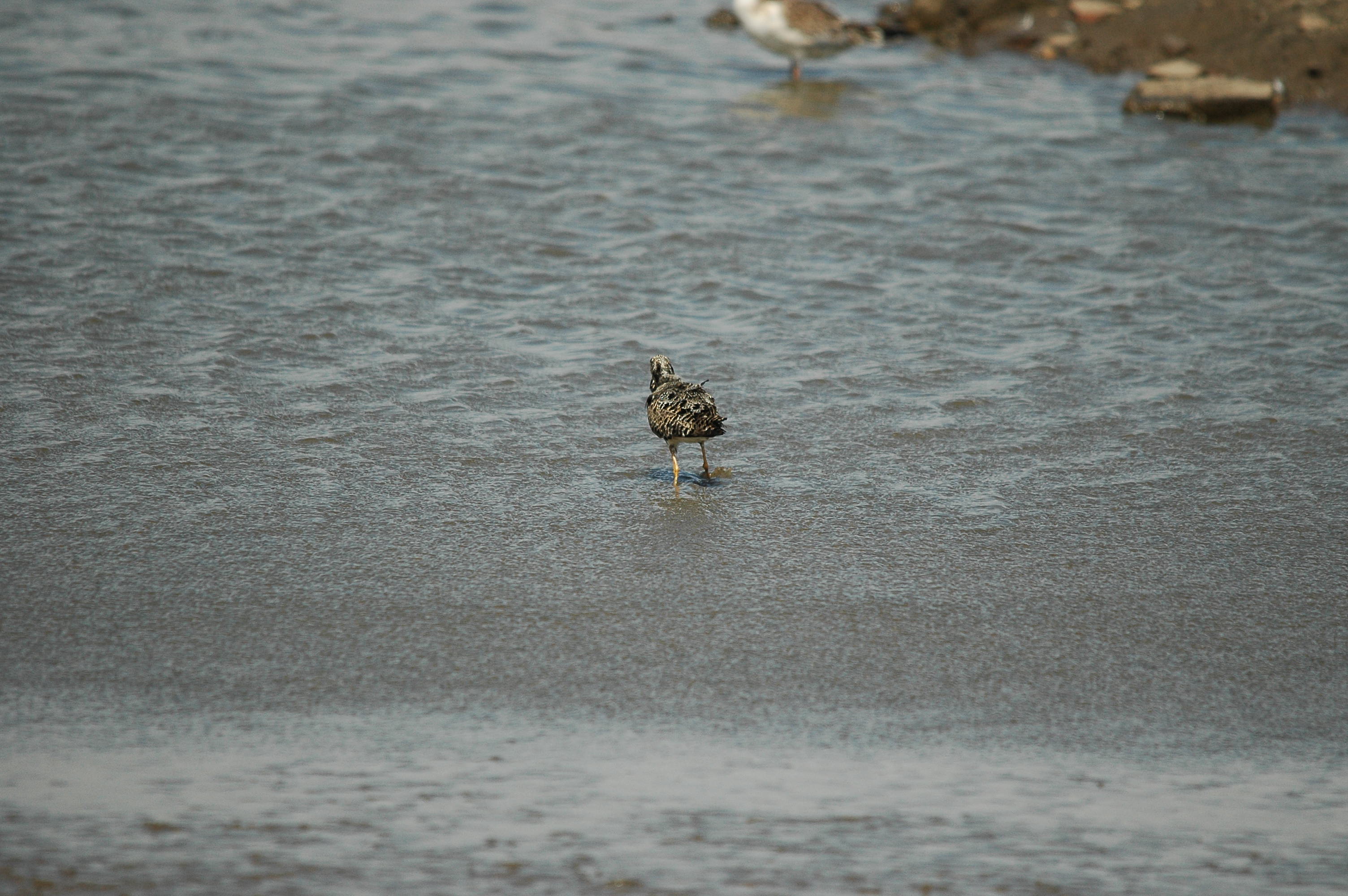 photos/wildlife/Bird_Species/063-Waders/1628-Ruff/dsc_2484.jpg