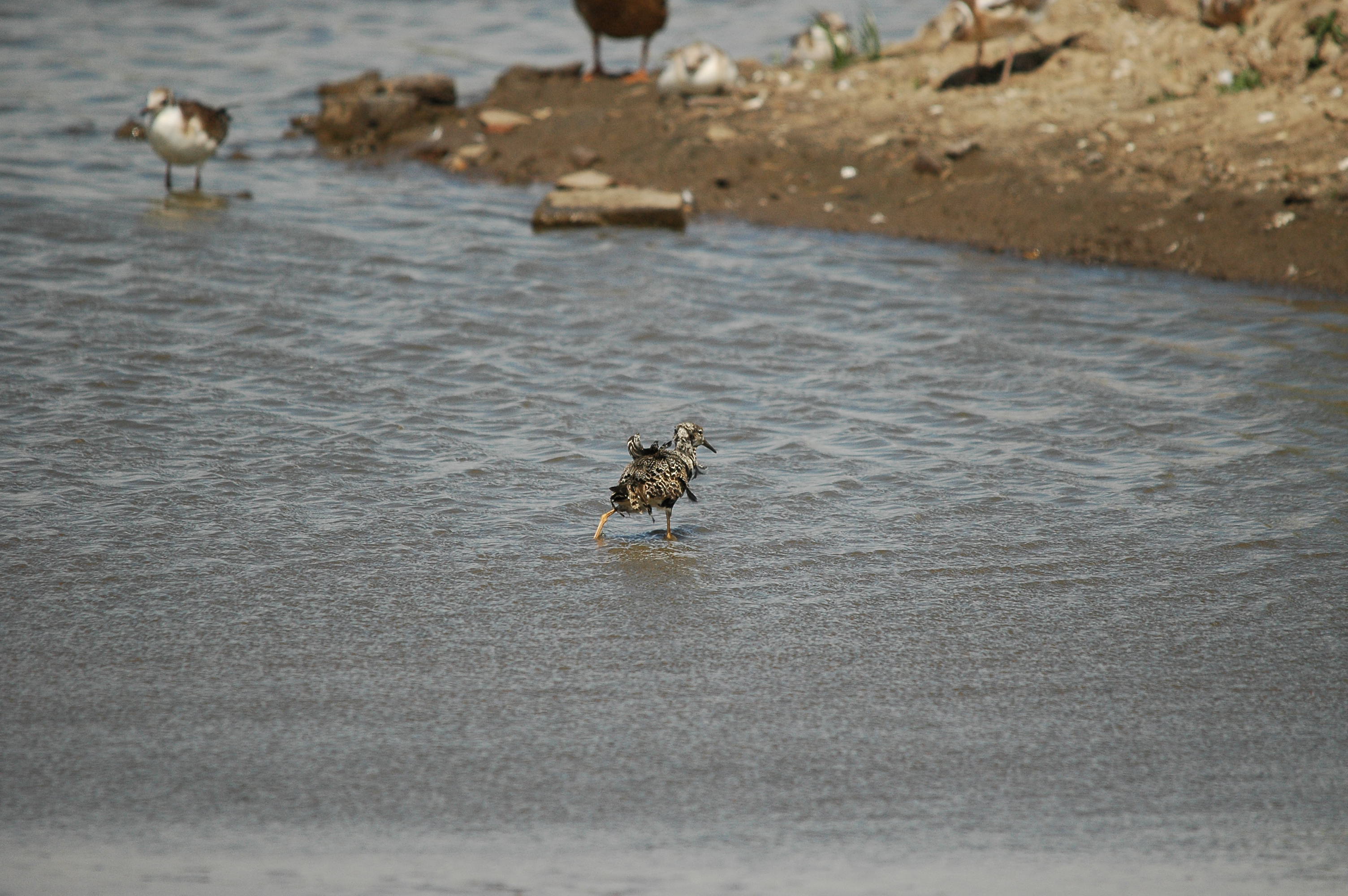 photos/wildlife/Bird_Species/063-Waders/1628-Ruff/dsc_2486.jpg