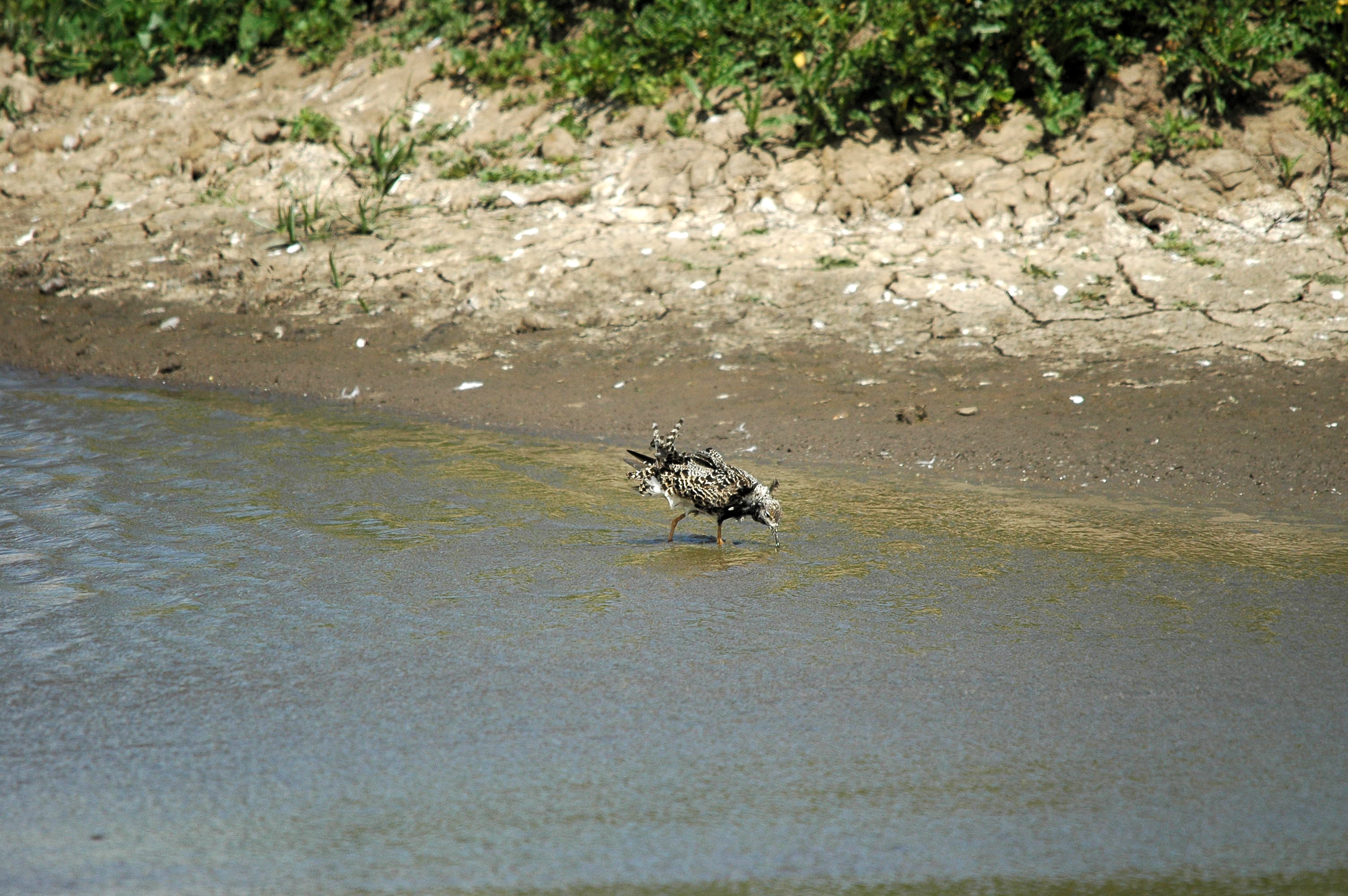 photos/wildlife/Bird_Species/063-Waders/1628-Ruff/dsc_2487.jpg