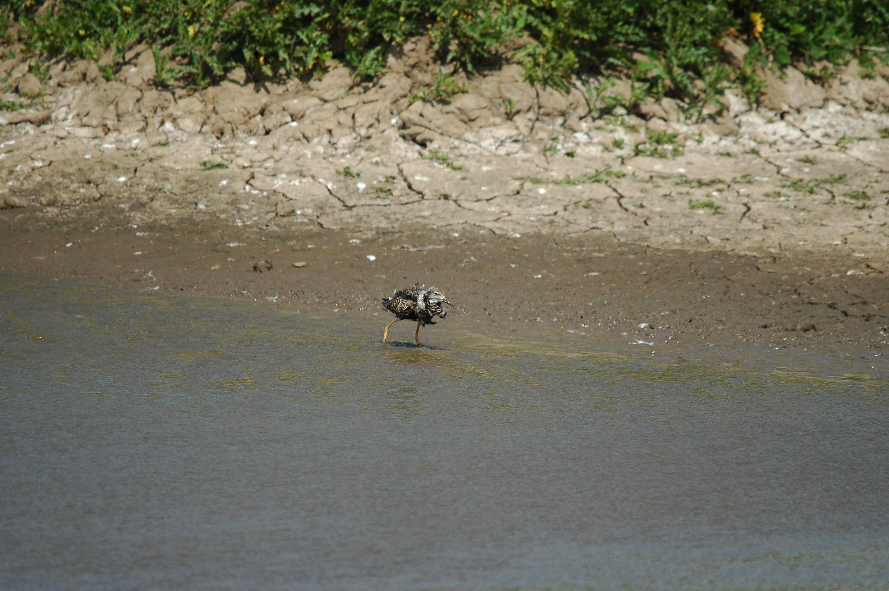 photos/wildlife/Bird_Species/063-Waders/1628-Ruff/dsc_2488.jpg