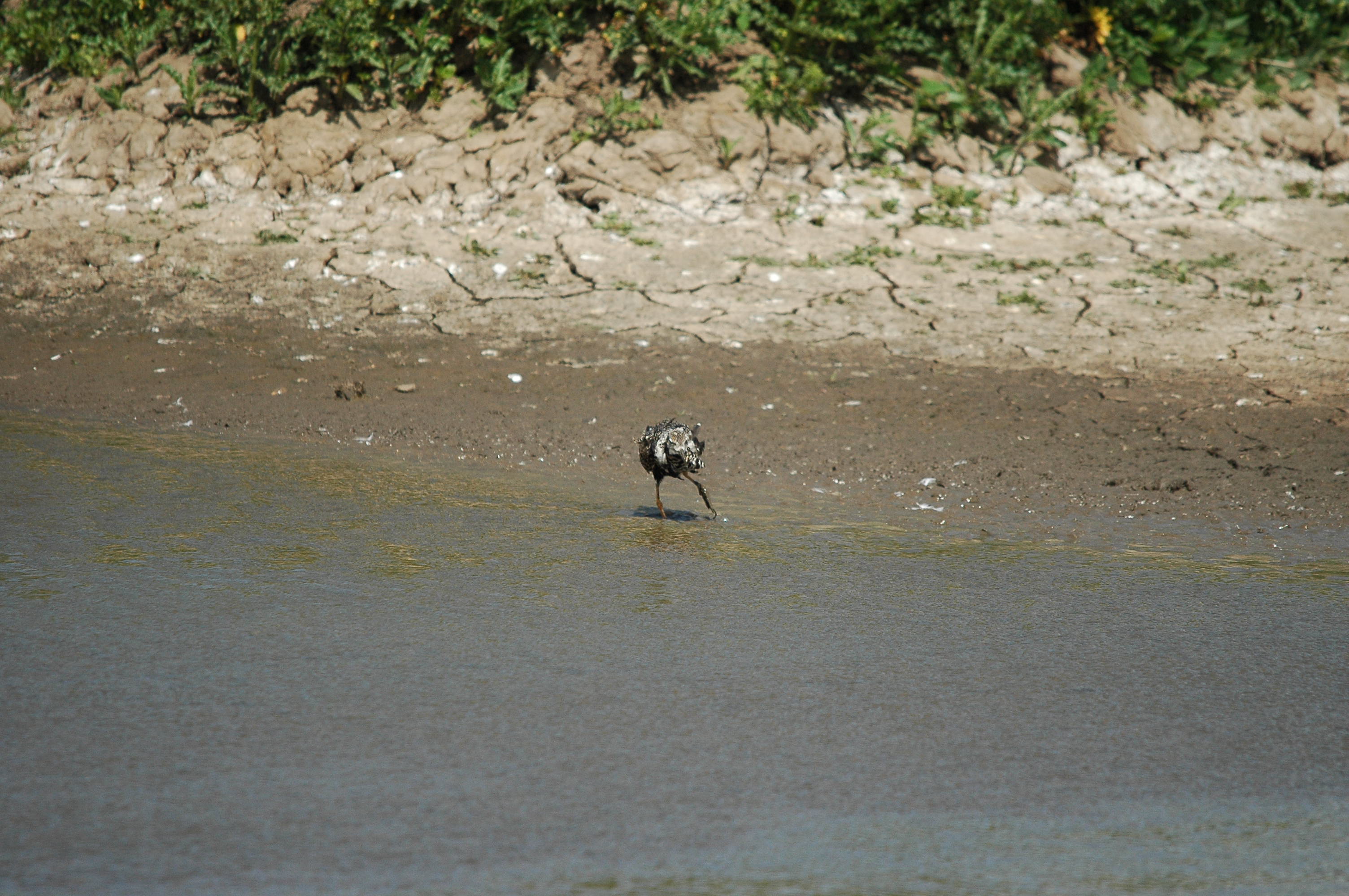 photos/wildlife/Bird_Species/063-Waders/1628-Ruff/dsc_2489.jpg